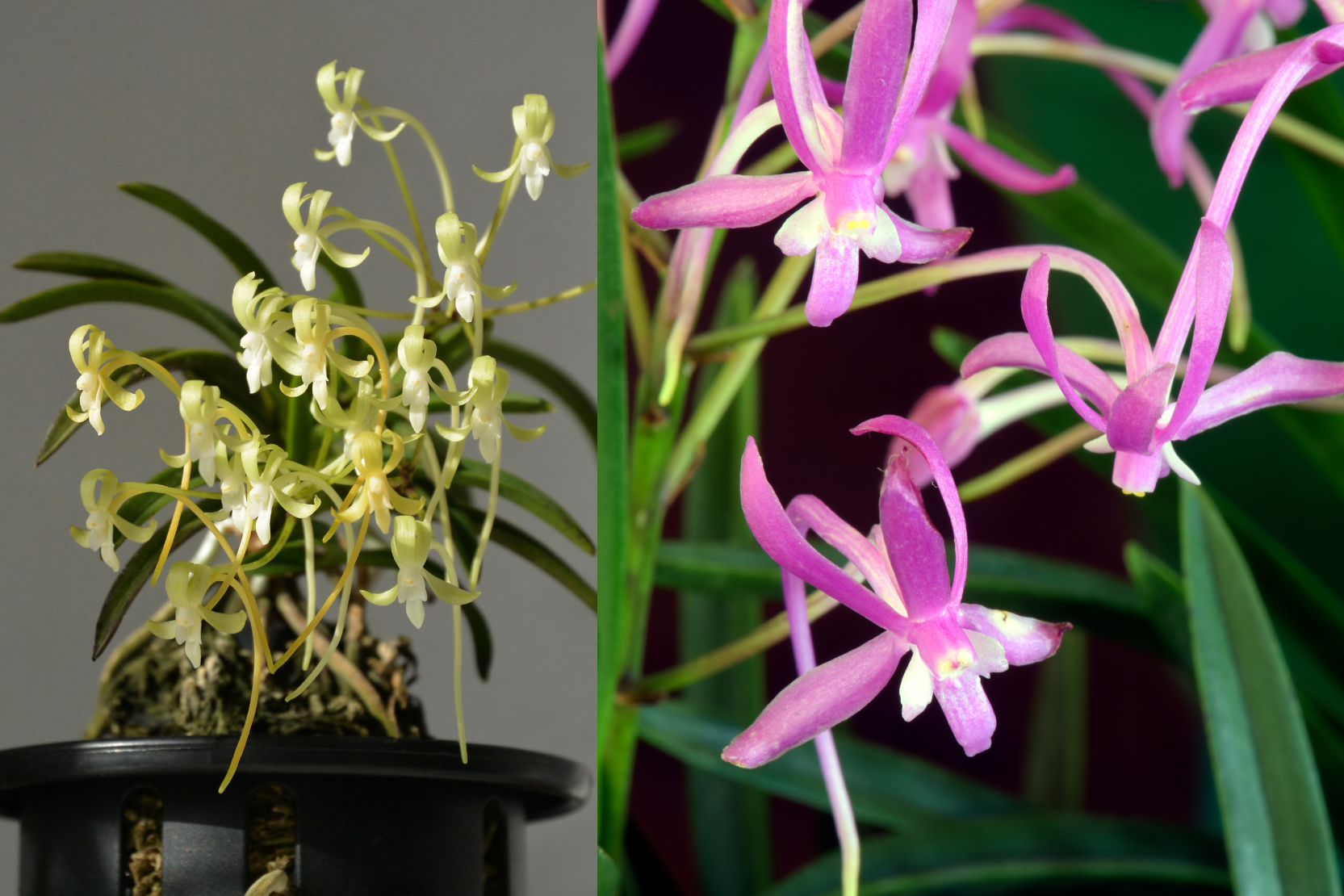 Neofinetia falcata, de Japanse orchidee met de status van een verzamelobject