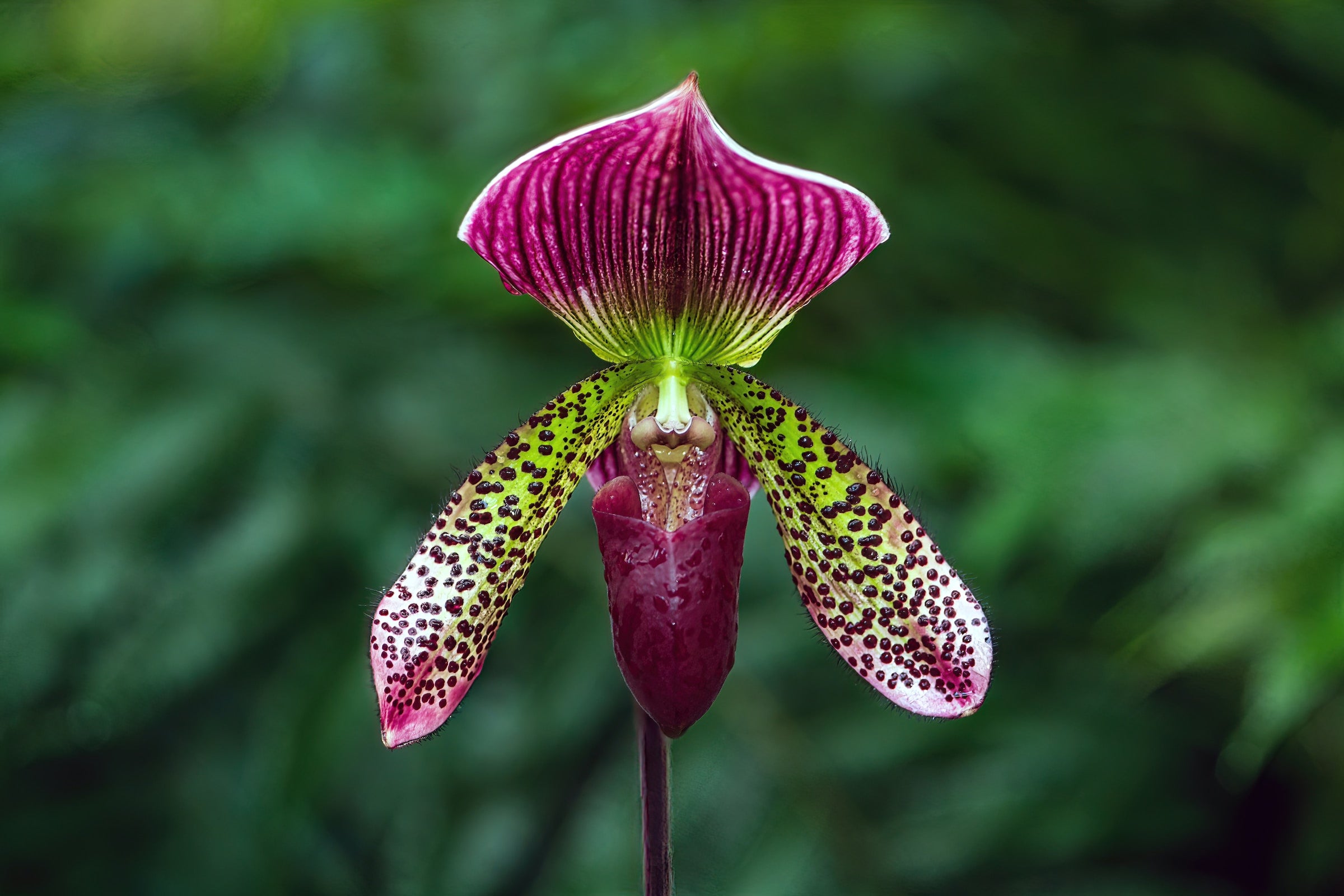 Les couleurs les plus rares des fleurs des orchidées