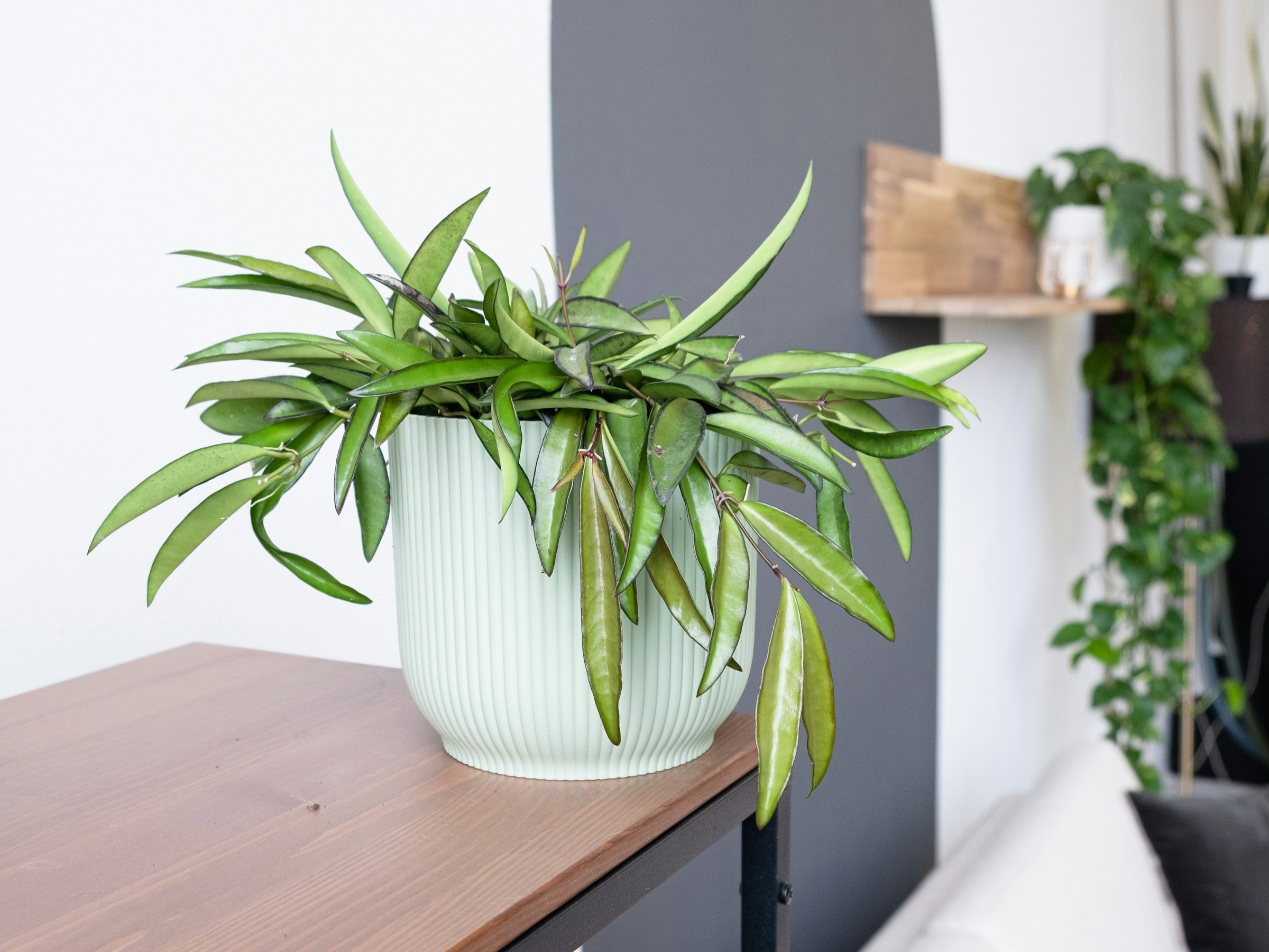 extra tall plant stand indoor Belleze 63" Indoor Plant Stand with Grow Lights