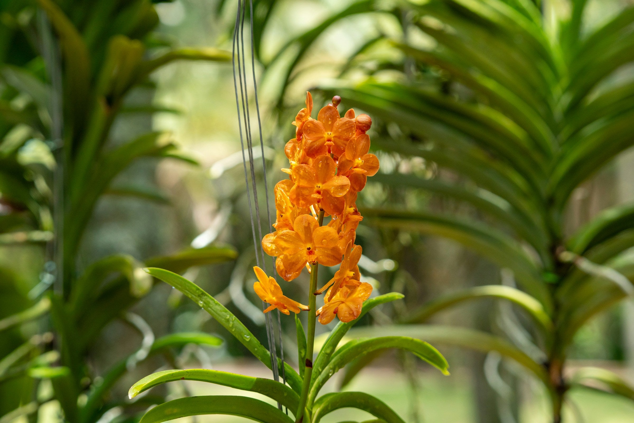Hoe verzorg je een orchidee? De kunst van liefdevolle verwaarlozing