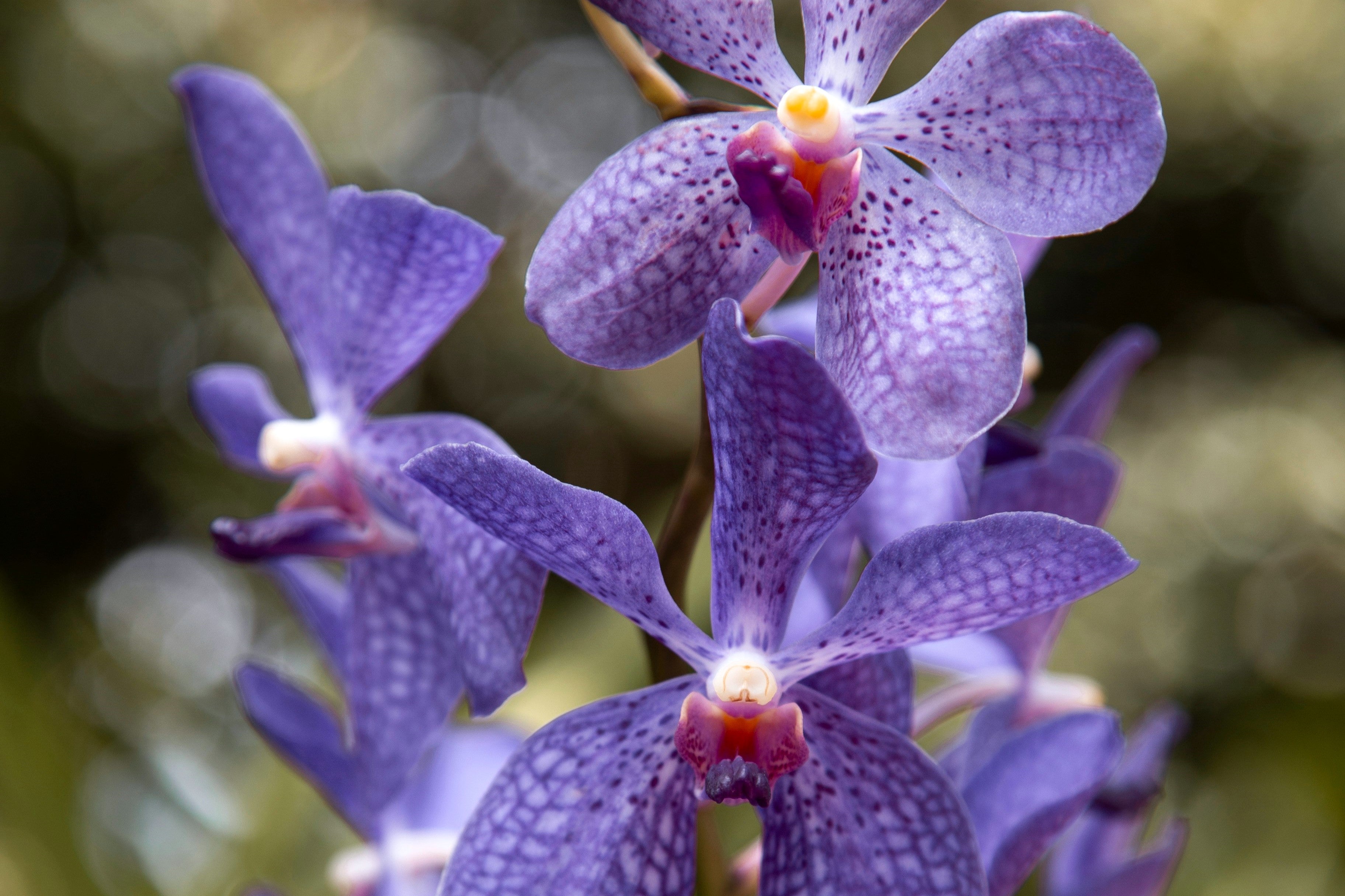 Einzigartige seltene Farbe: Die blaue Orchidee
