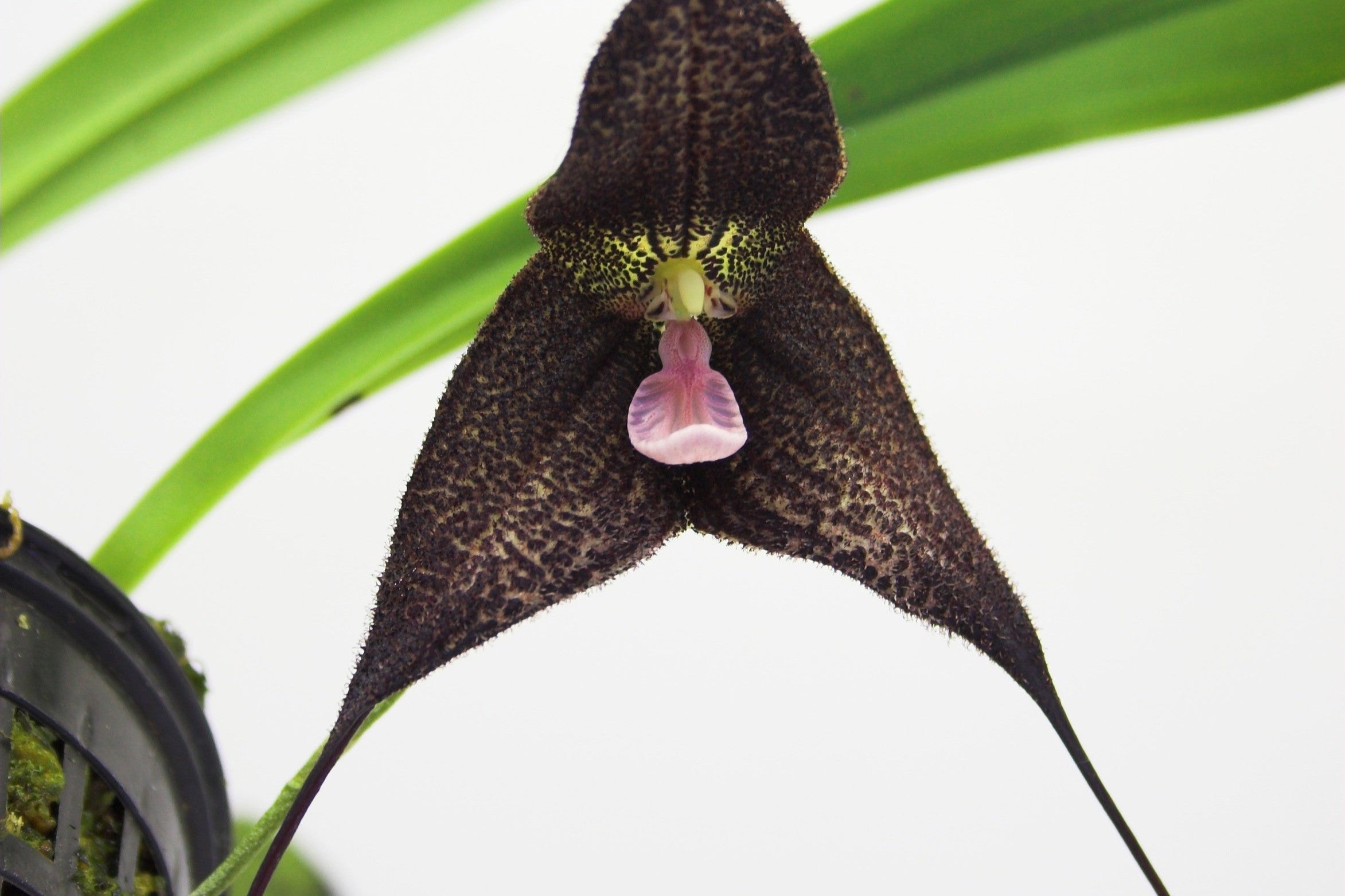 De moeilijkste orchideeën om in bloei te krijgen: Hoe het jou wel lukt!