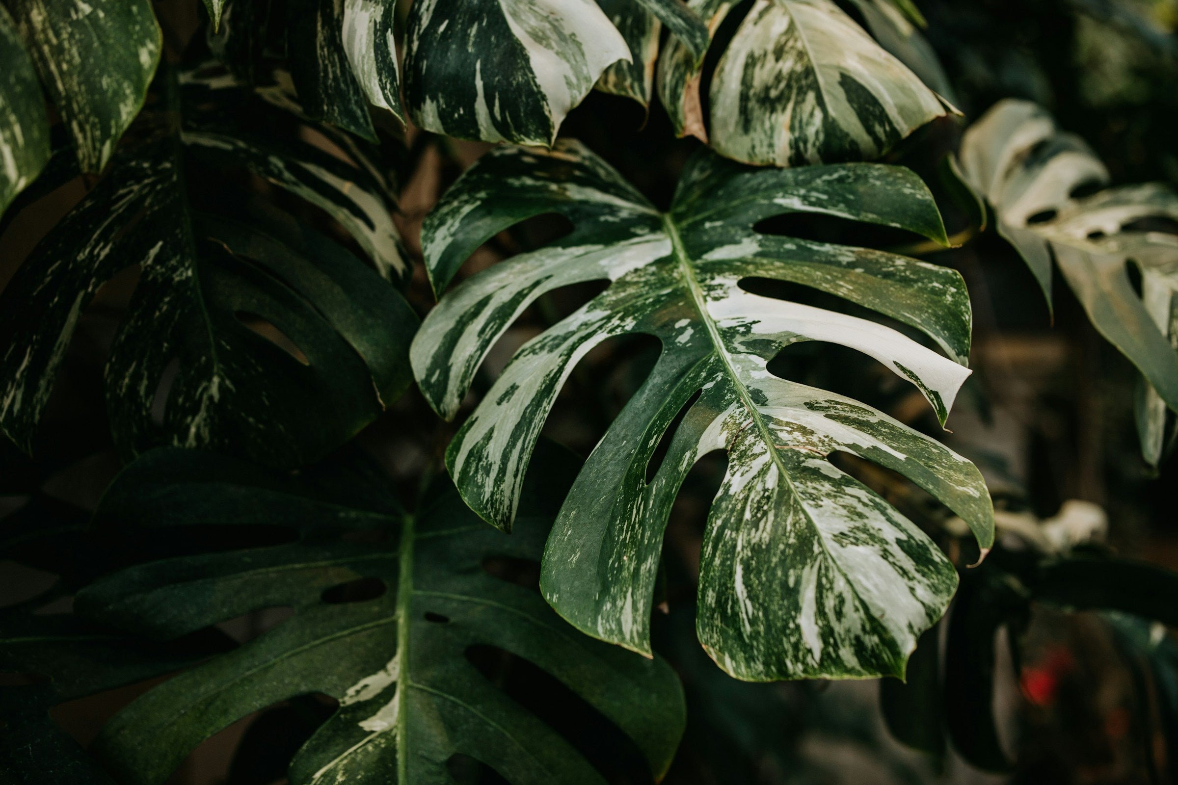 Monstera popular Albo Variegata