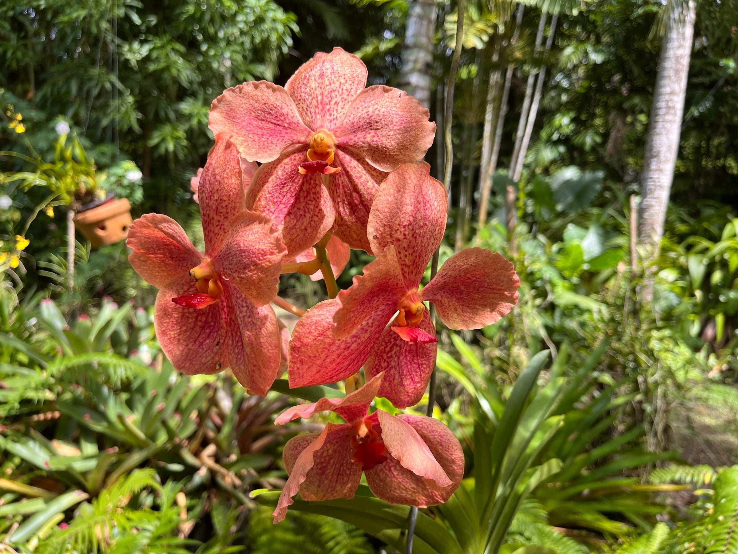 Vanda
