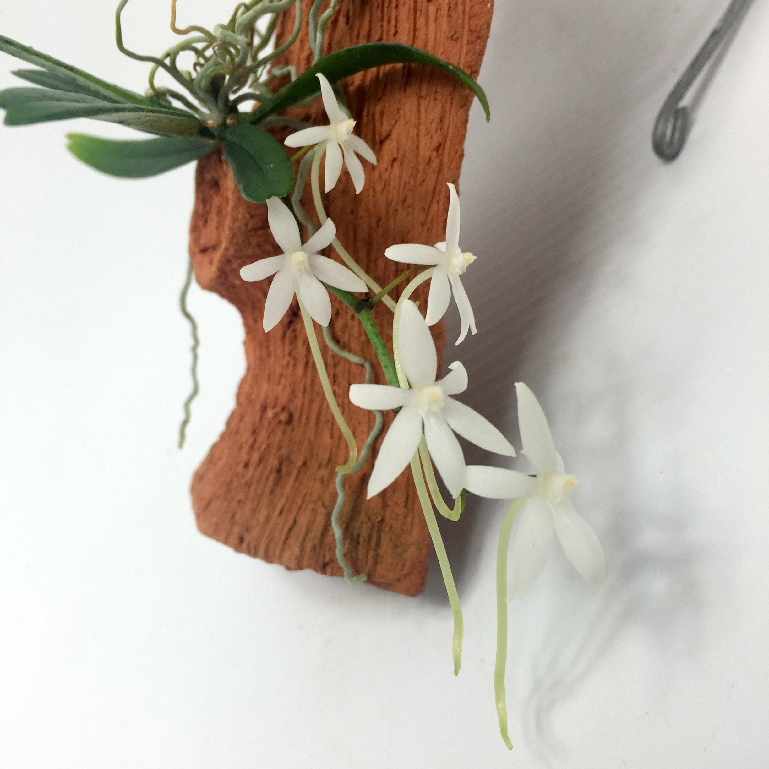 Mini orchideeën