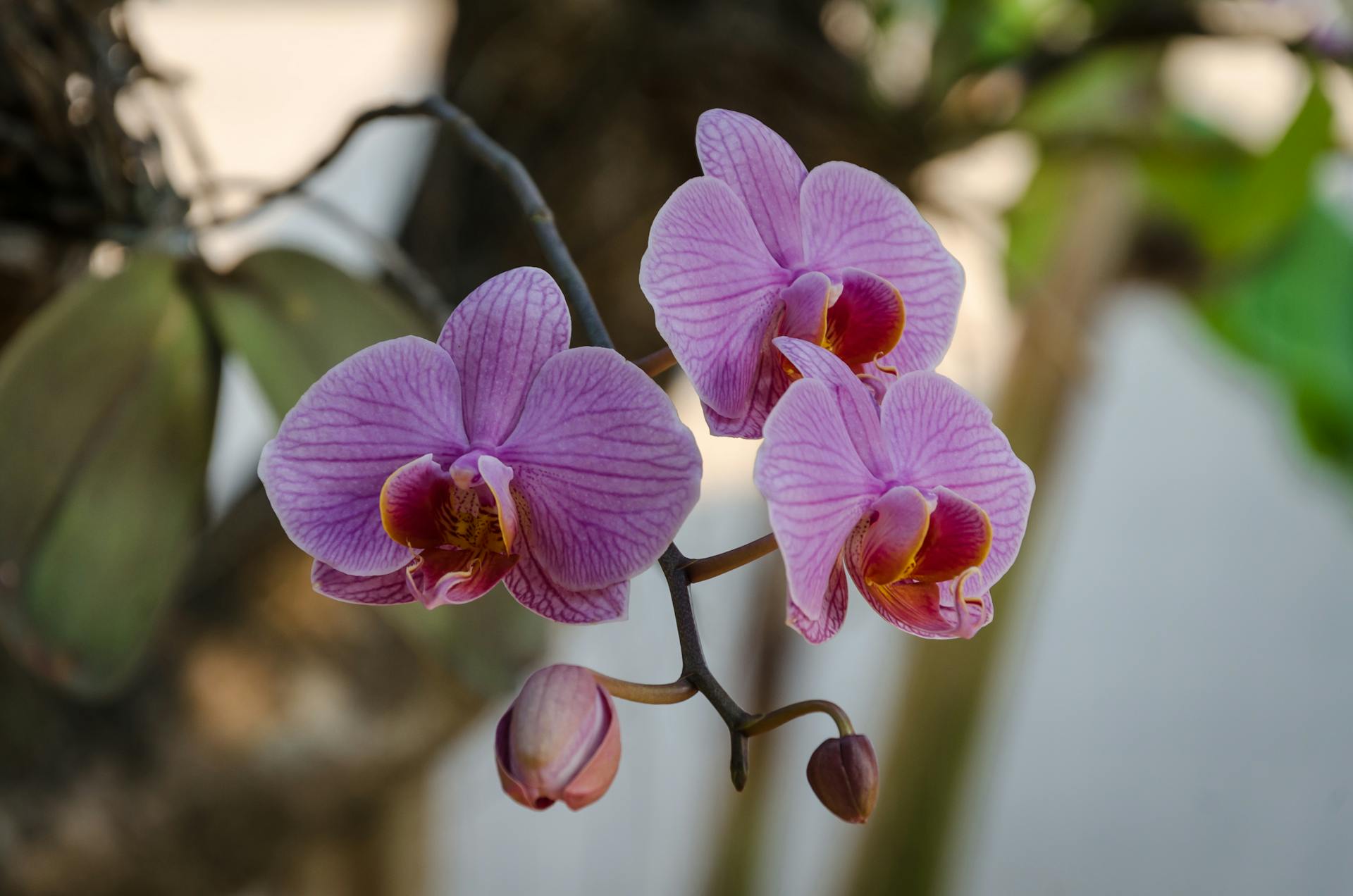 Pink butterfly orchid on tree