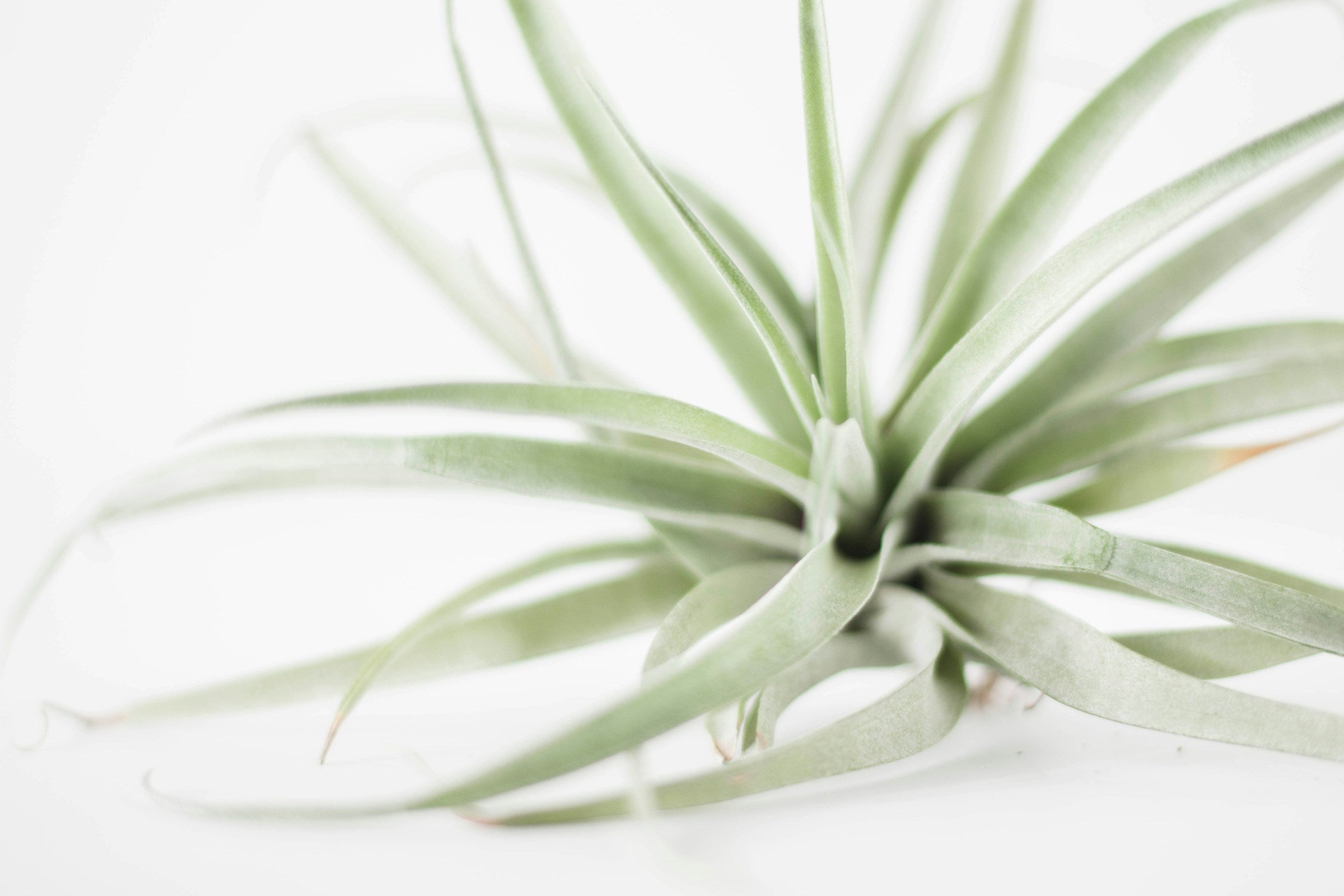 Tillandsia