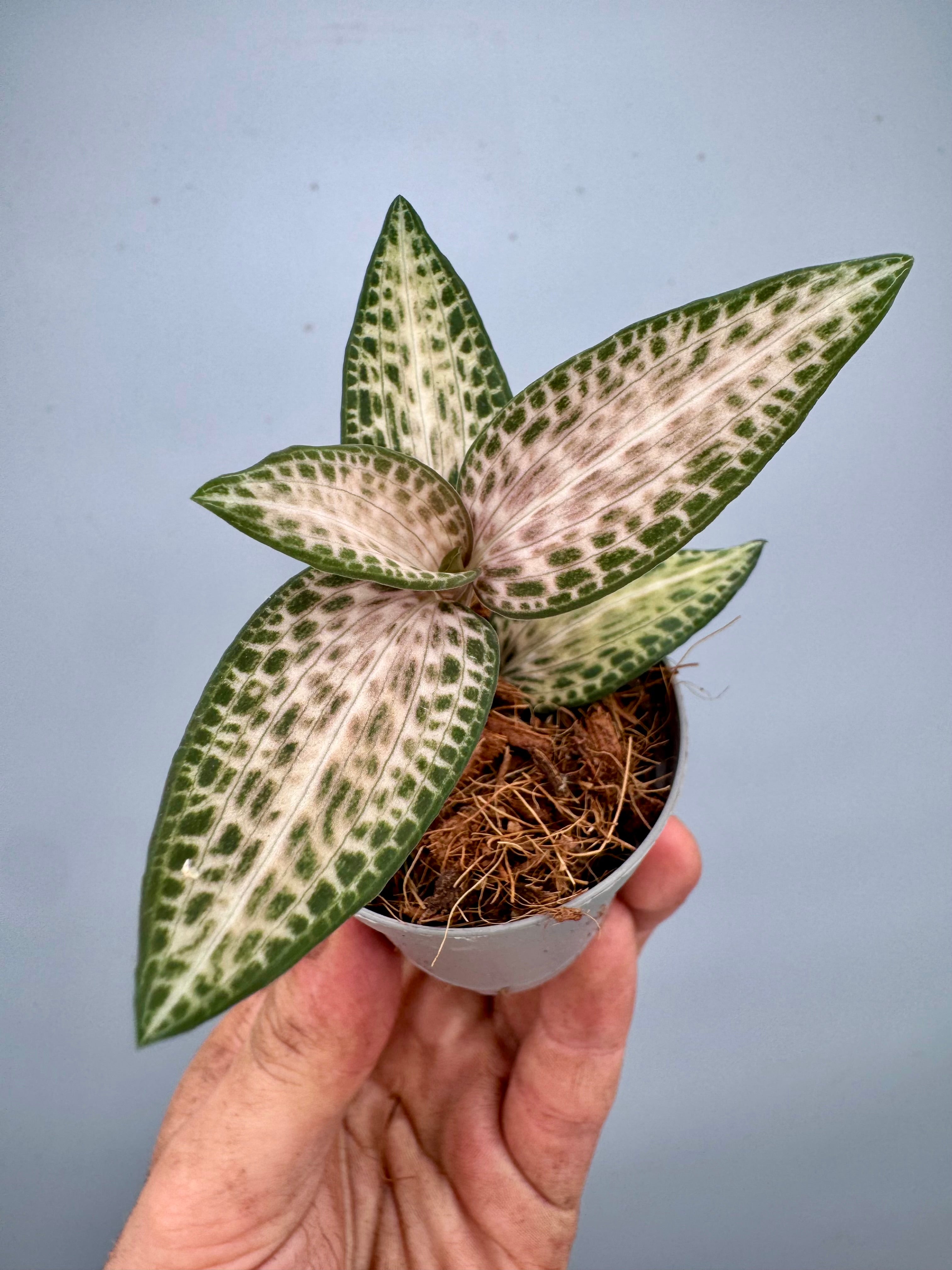 Goodyera schlechtendaliana var. Nishikiran