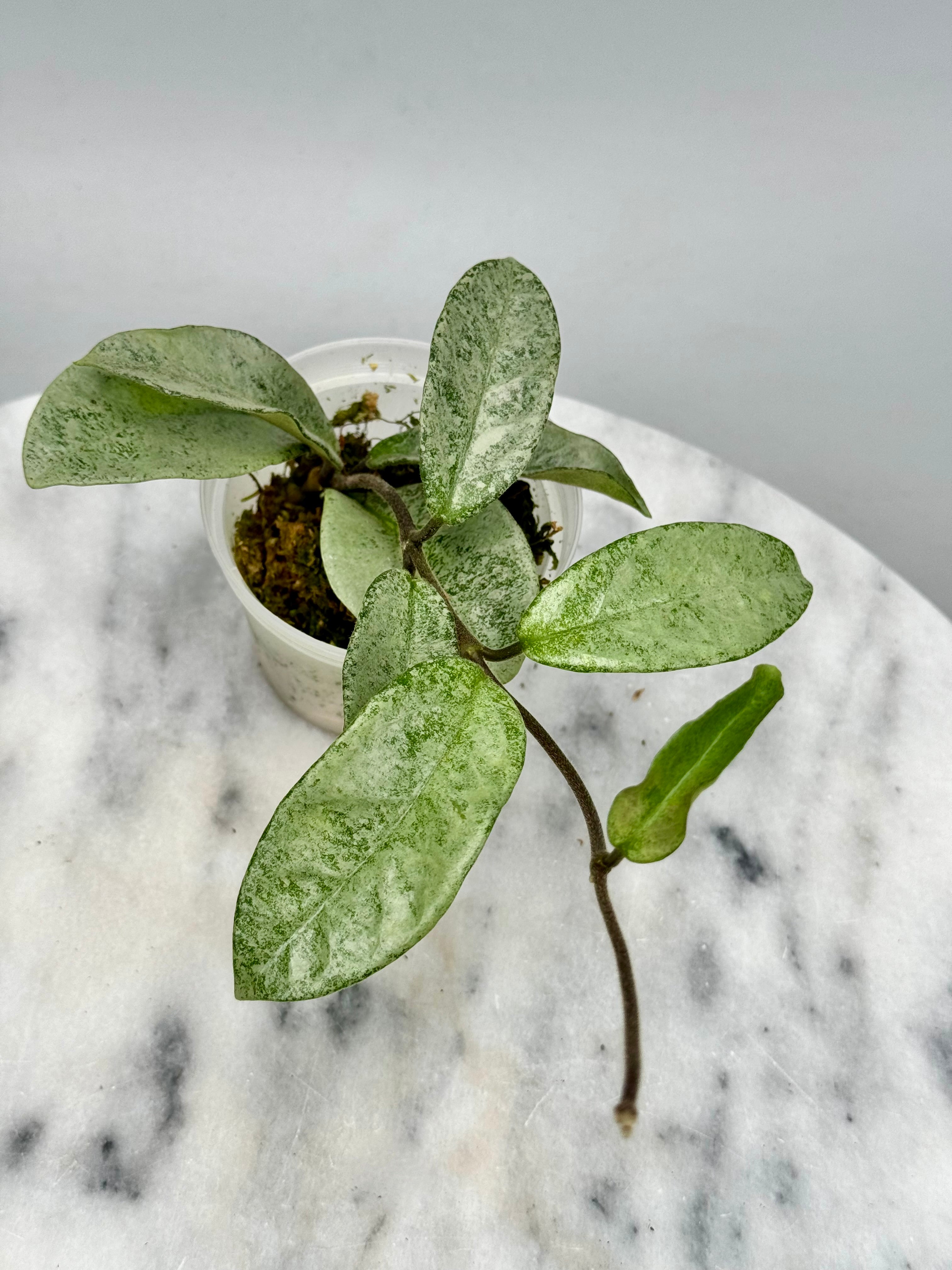 Hoya ‘Nova Ghost’