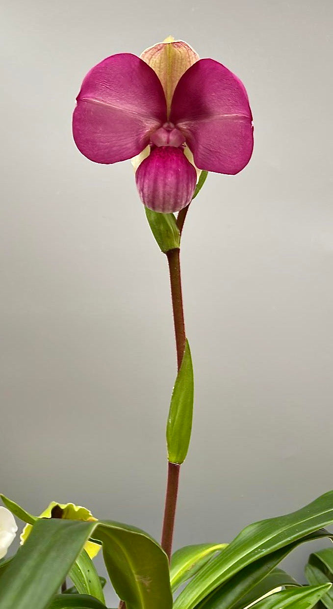Phragmipedium kovachii (Small Plant)