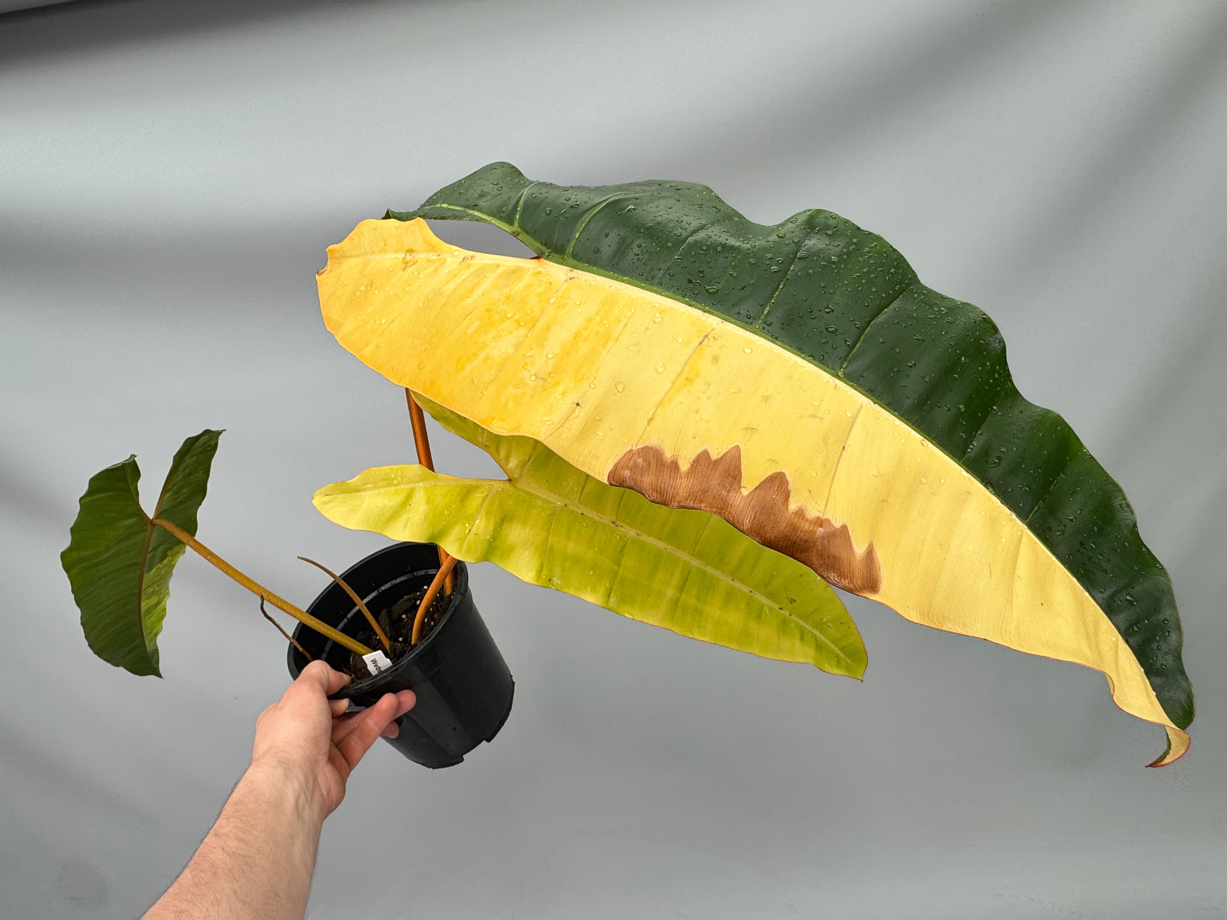 Philodendron billietiae Variegata Nr 2 "Full Moon"