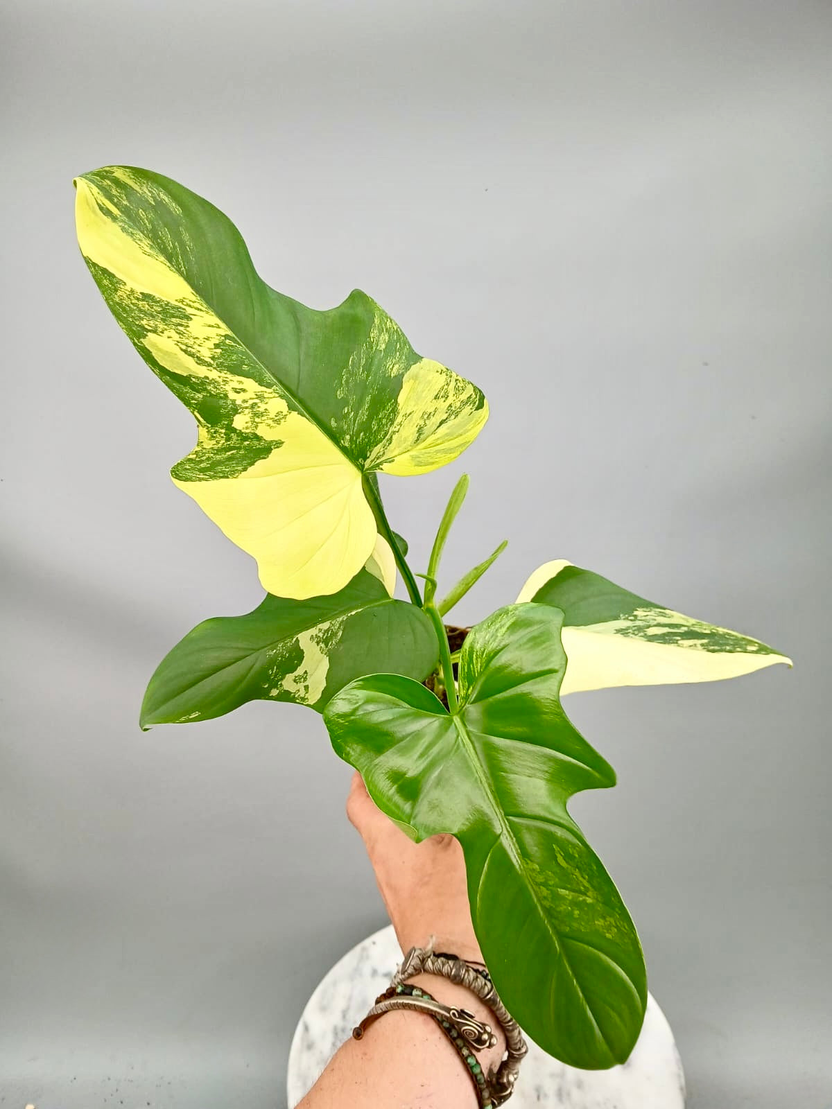 Philodendron bipennifolium Violin Variegated