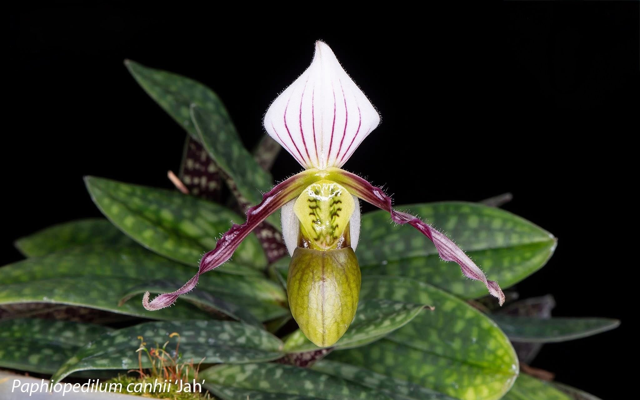 Paphiopedilum canhii