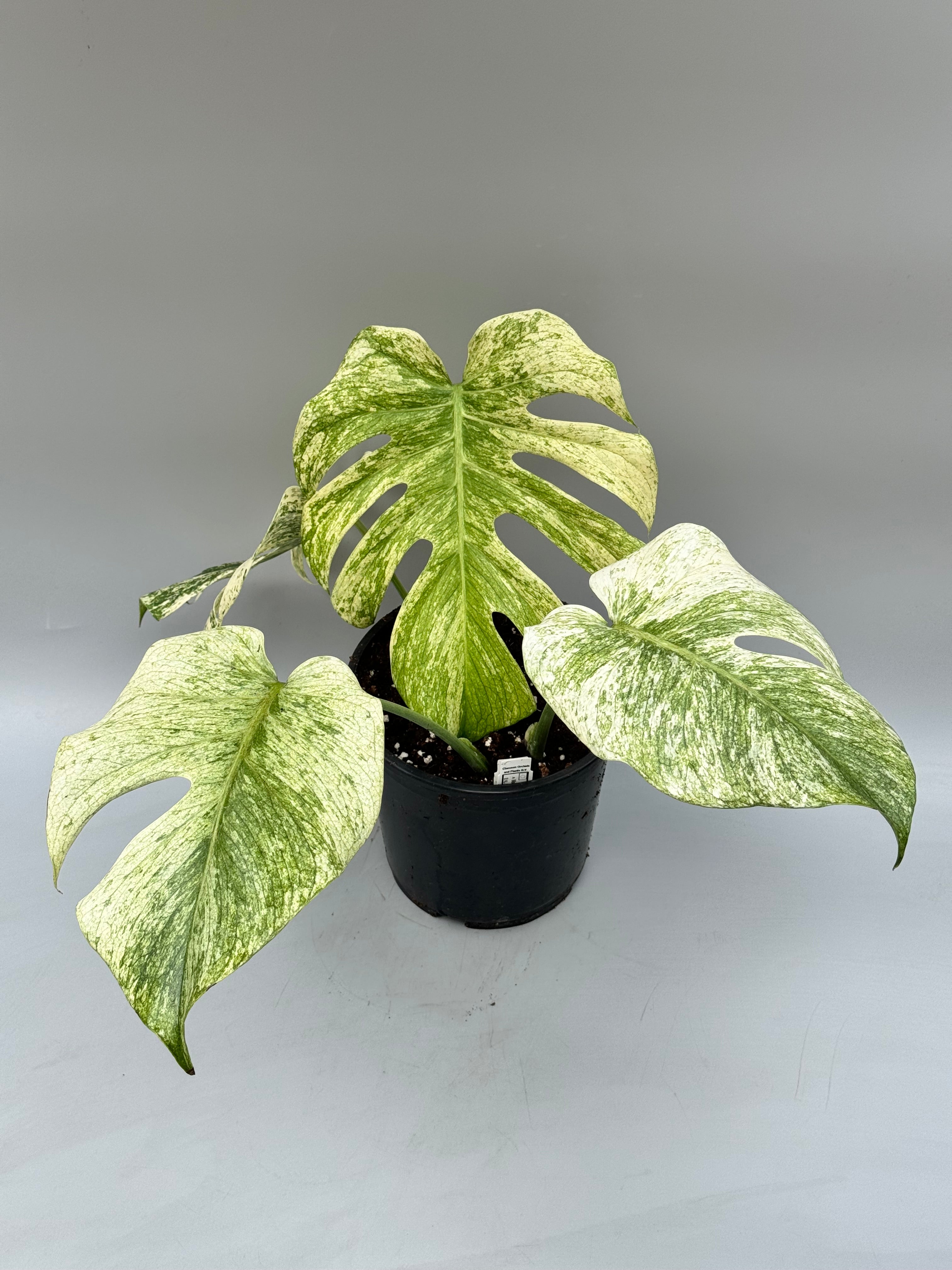 monstera full mint Monstera Full Mint deliciosa borsigiana Variegata "Medium Plant"