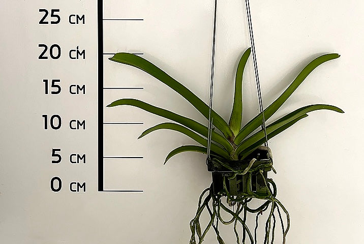 Vandachostylis Colmarie