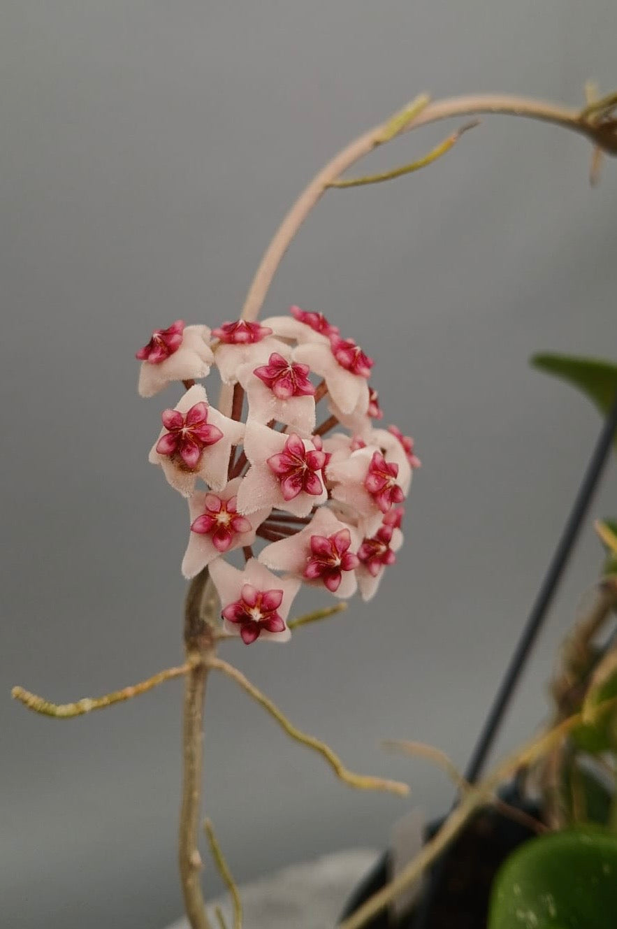Hoya obovata variegata (Big Plant)