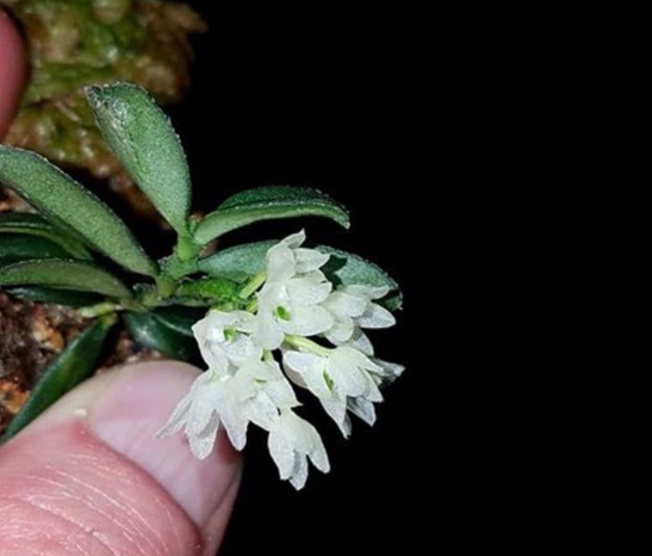 Hymenorchis javanica (Große Pfanze)