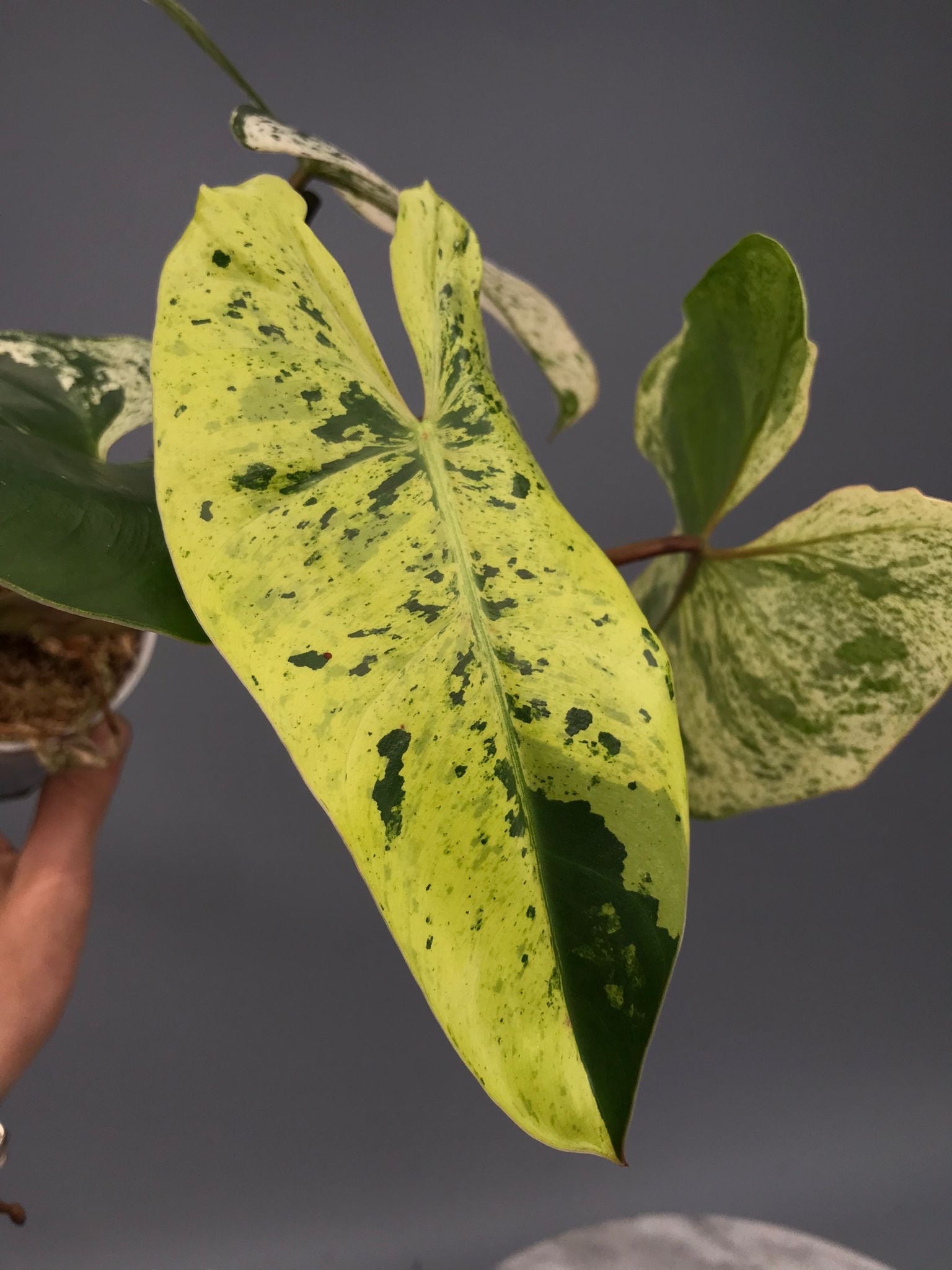 Philodendron ilsemanii nr 1.0