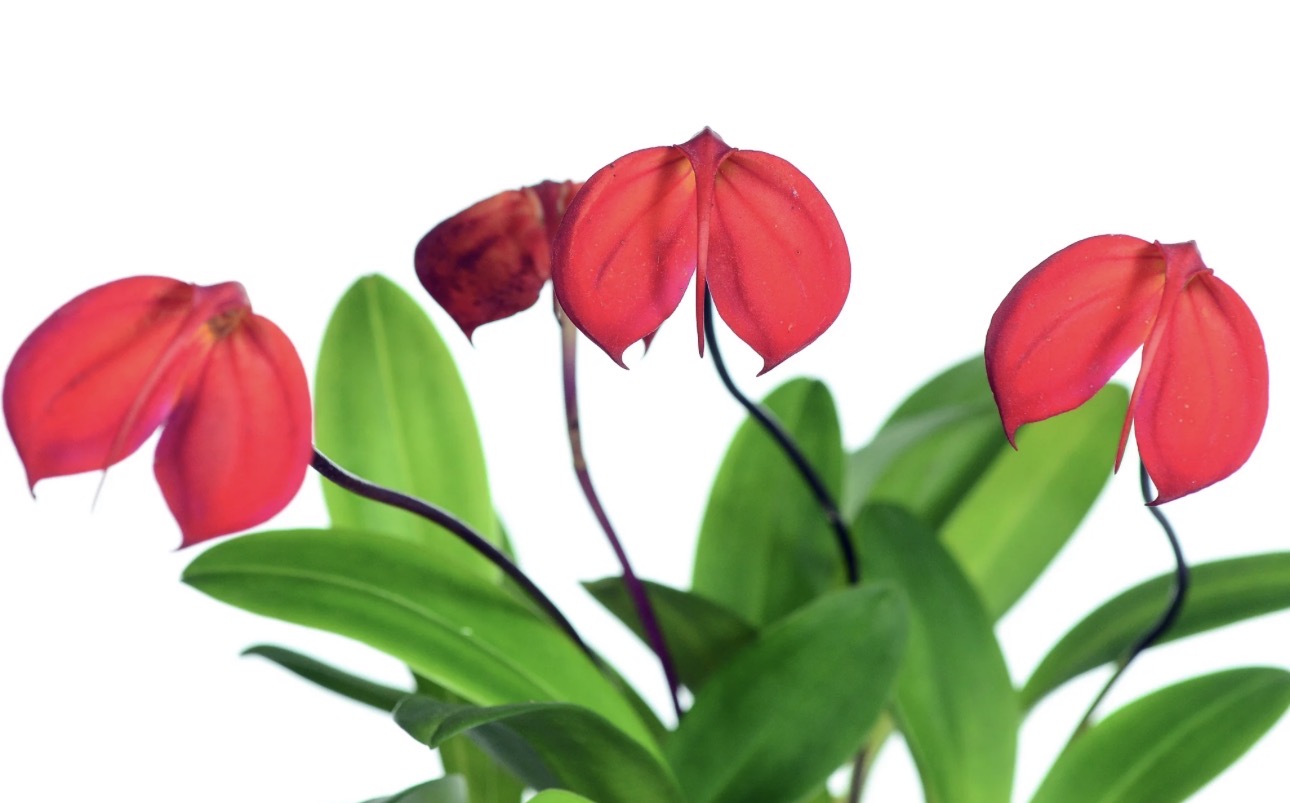 Masdevallia ignea