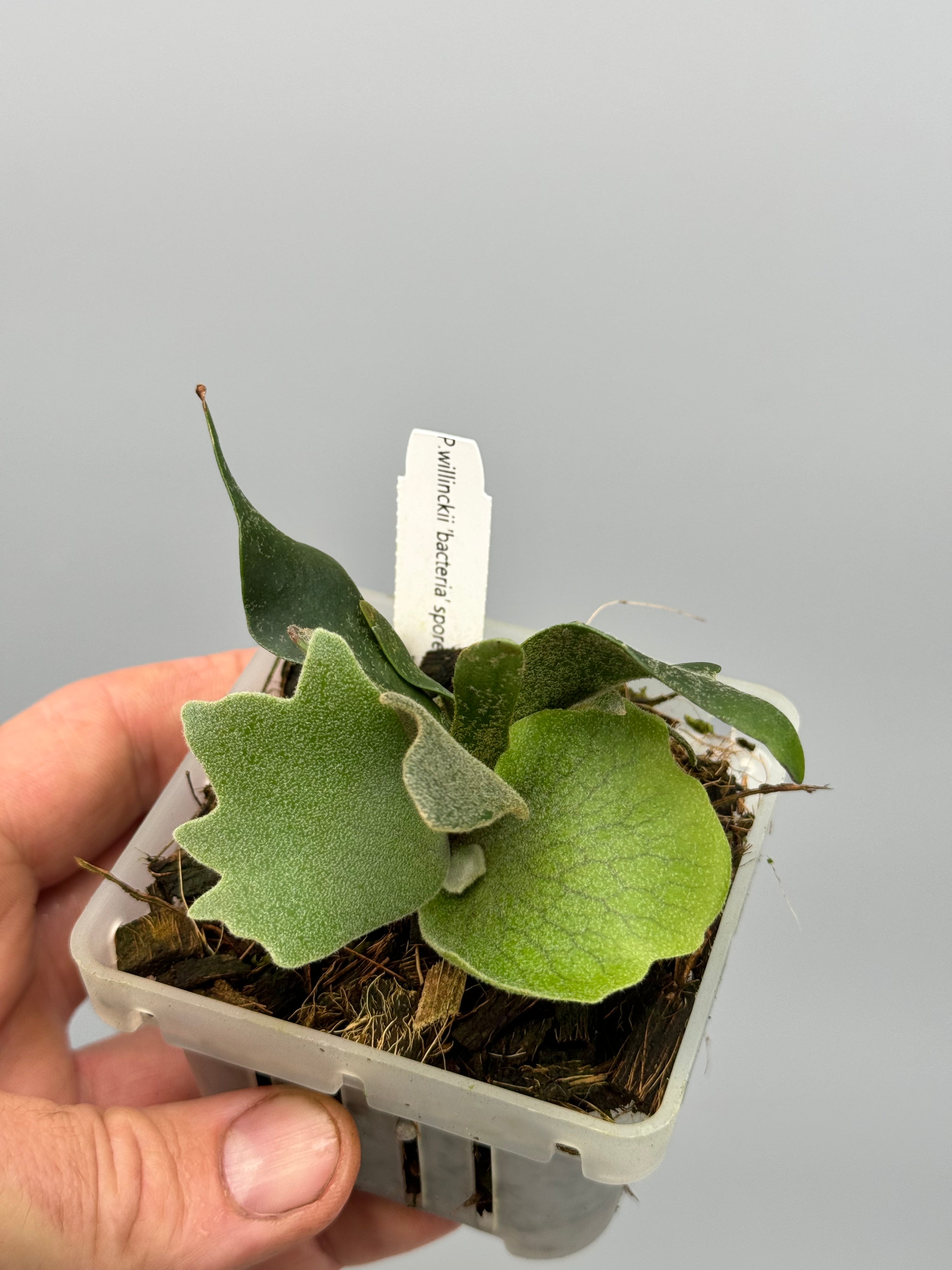 Platycerium willinckii "Bacteria" (Big Plant)