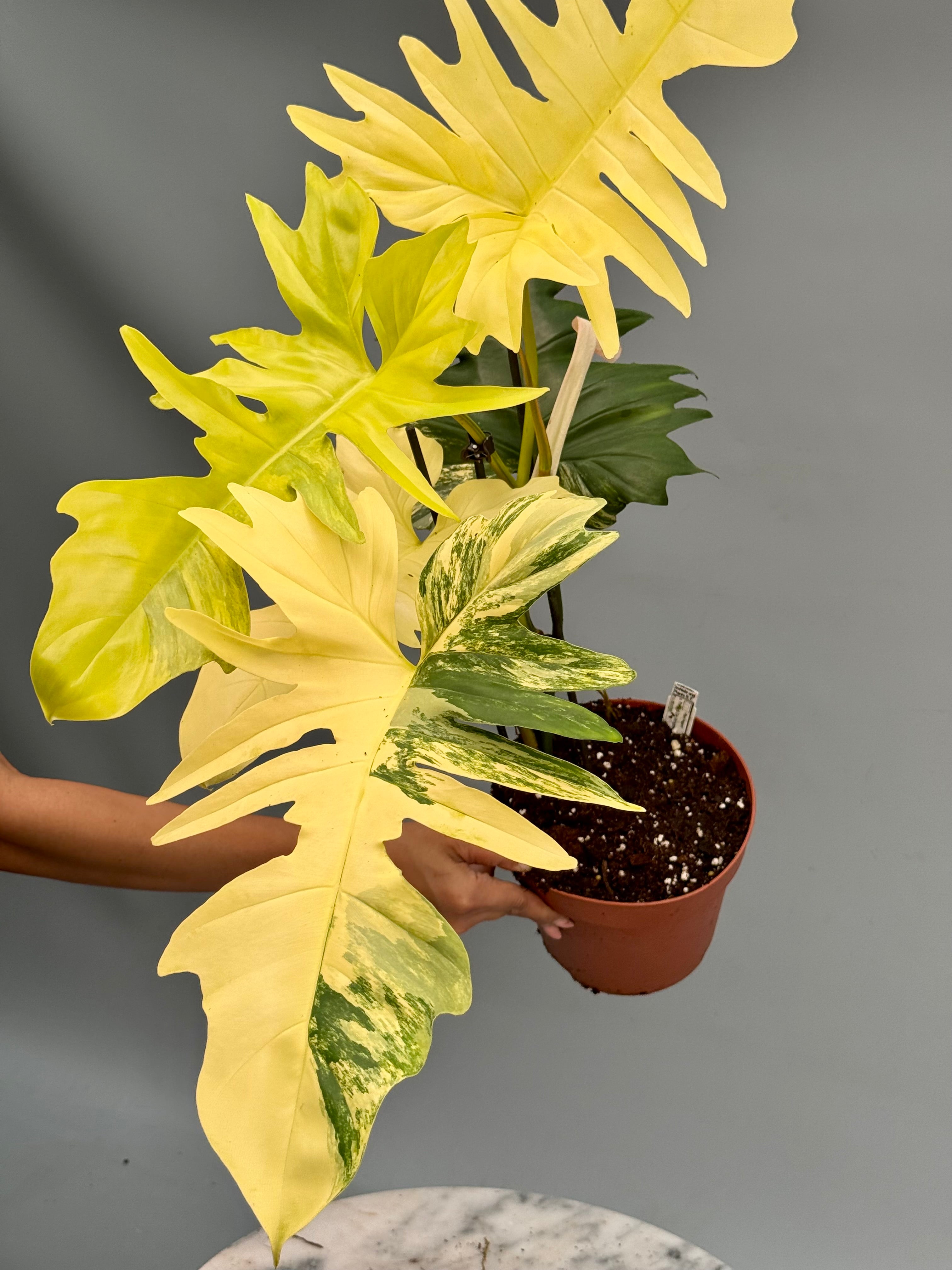 Philodendron Florida Beauty Variegata X Bob Cee Variegata (Nr 1.) ‘XXL plant’