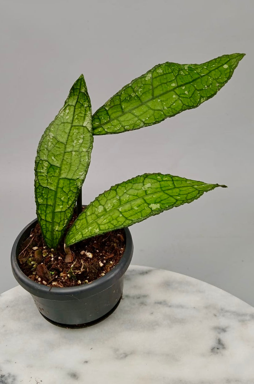 Hoya clemensiorum (2 Leaves)