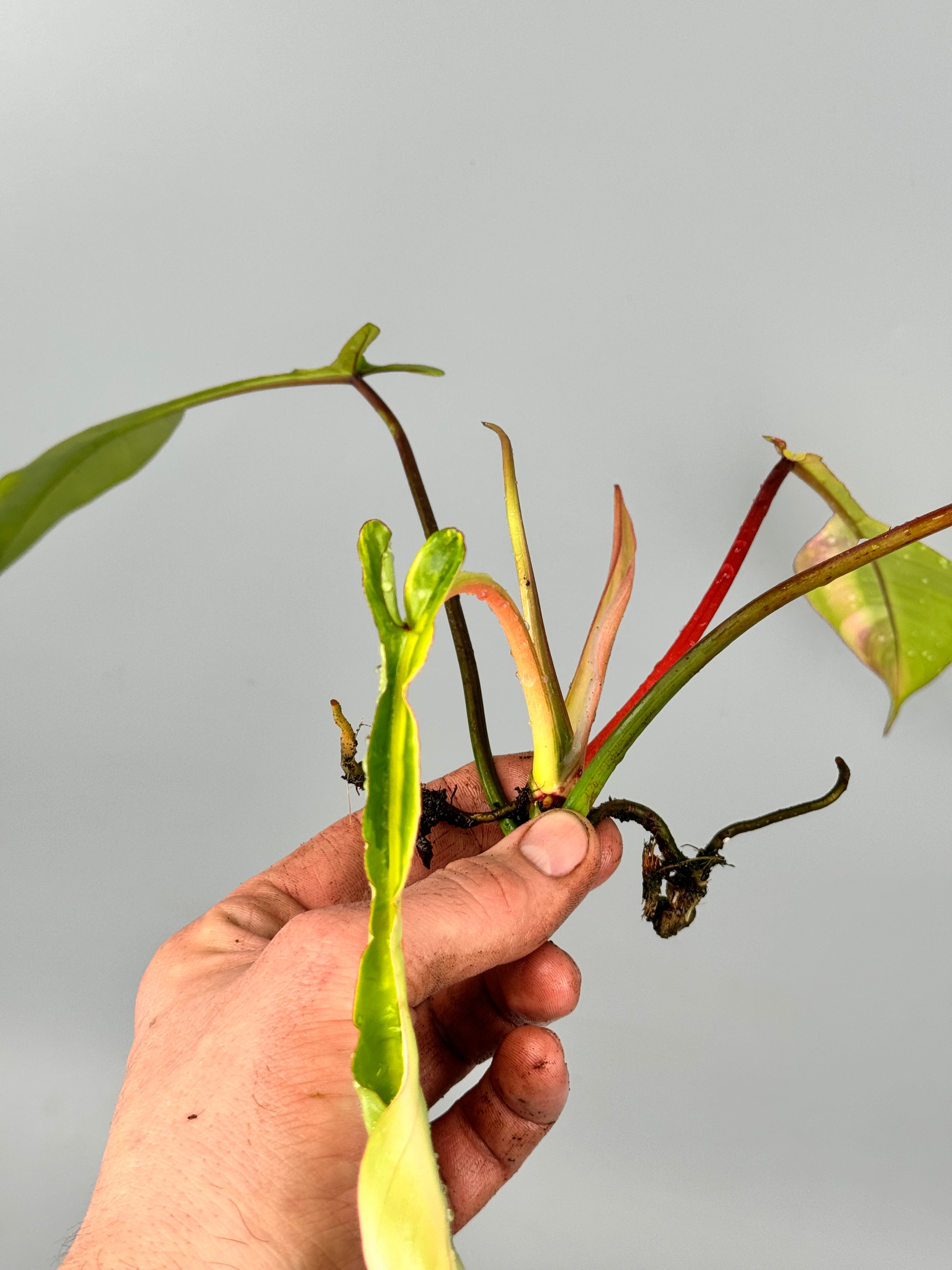 Philodendron joepii Variegated (Frischer Kopfschnitt)