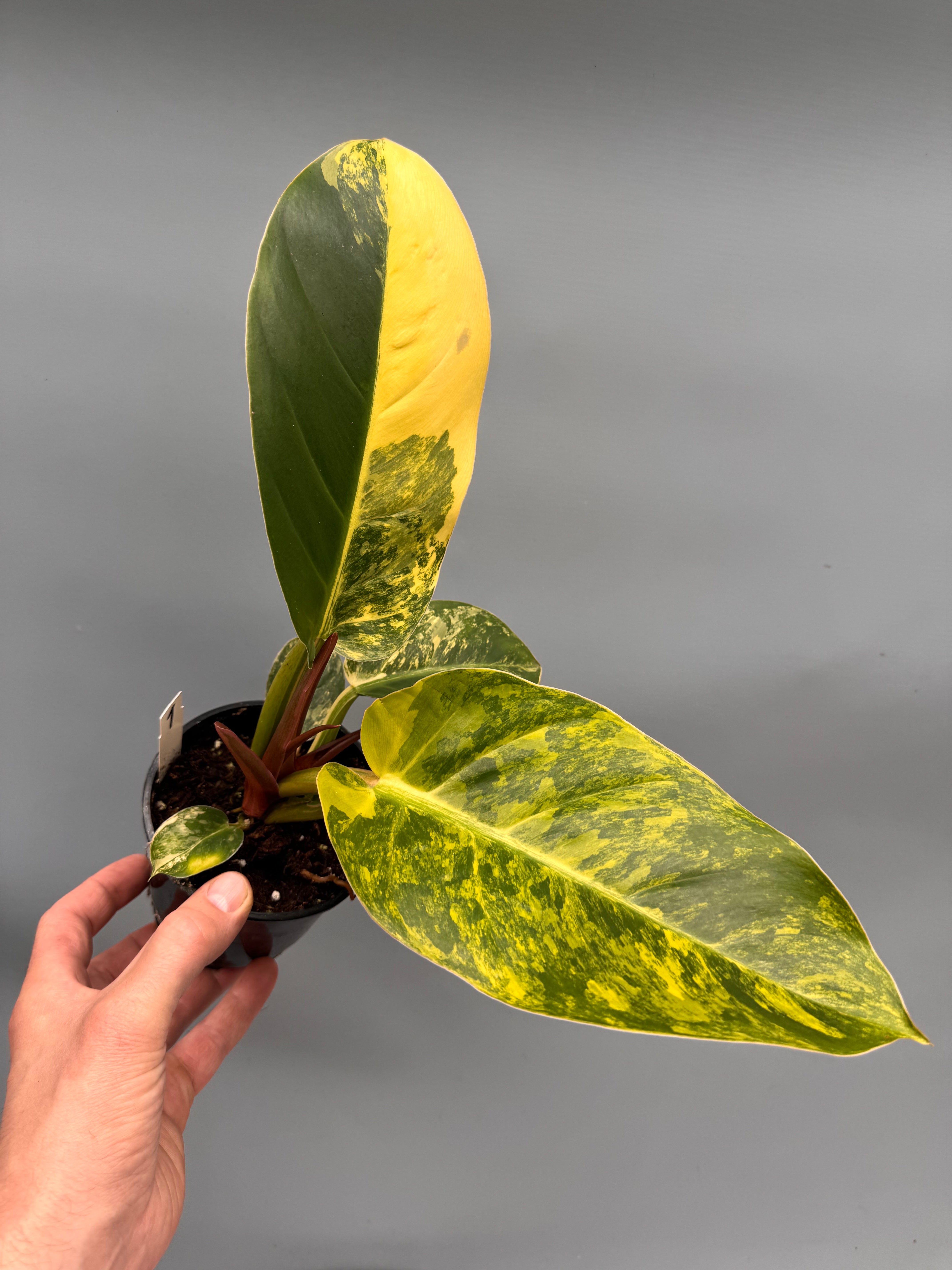 Philodendron Green Congo Variegata aurea nr 1