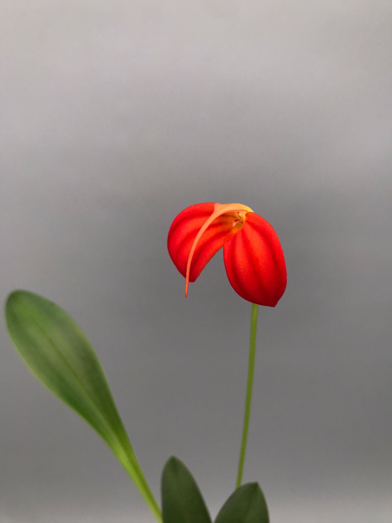 Masdevallia ignea 'Winter Flame'