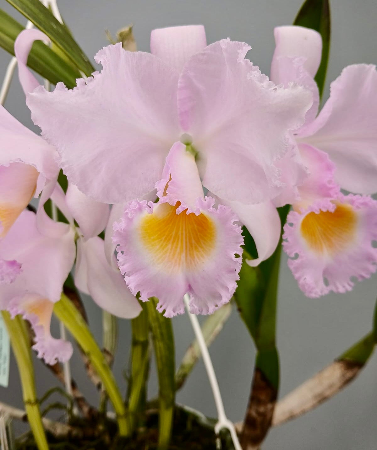 Cattleya trianae concolor orlata 'Toto' (O.G)