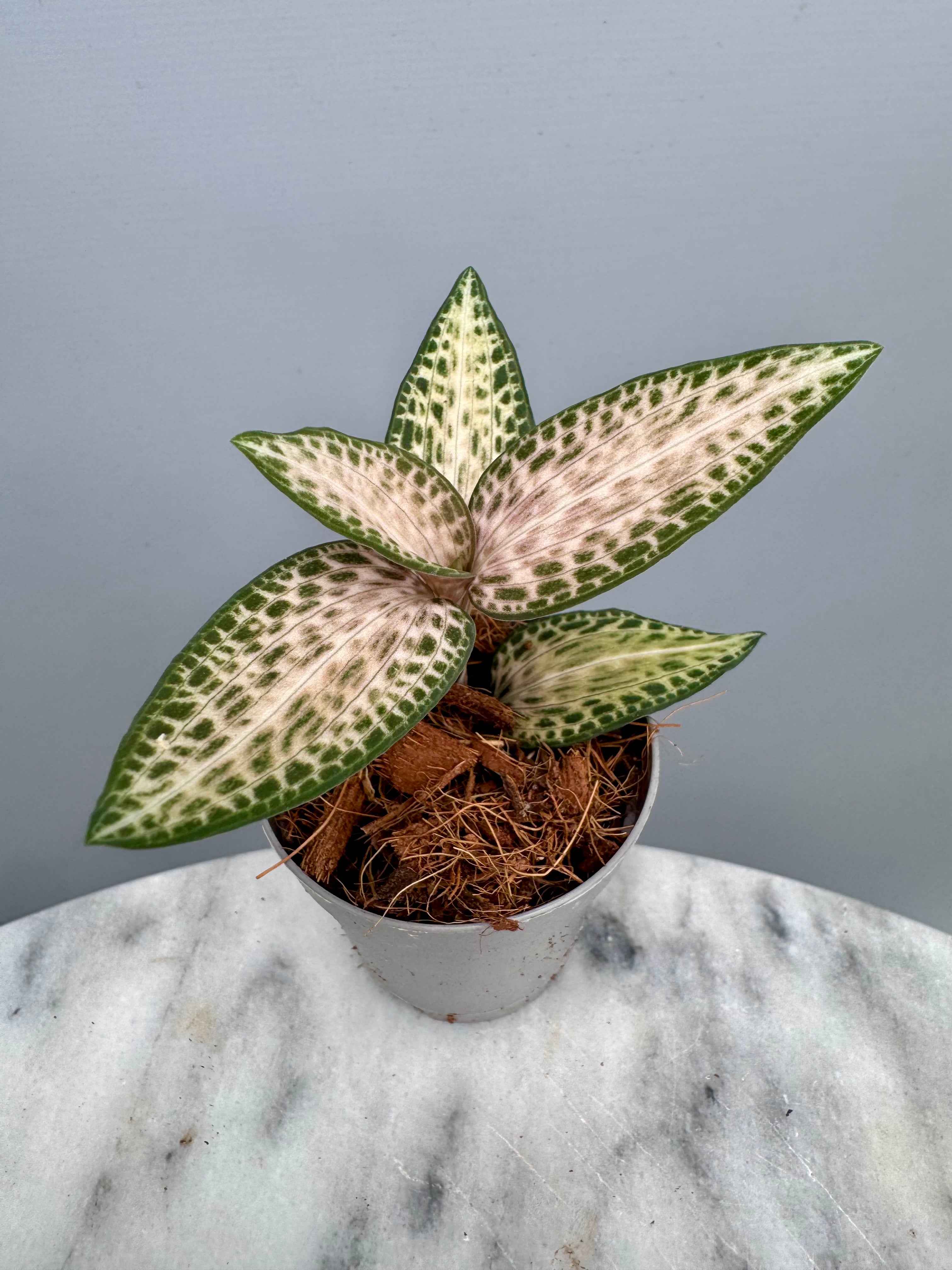 Goodyera schlechtendaliana var. Nishikiran