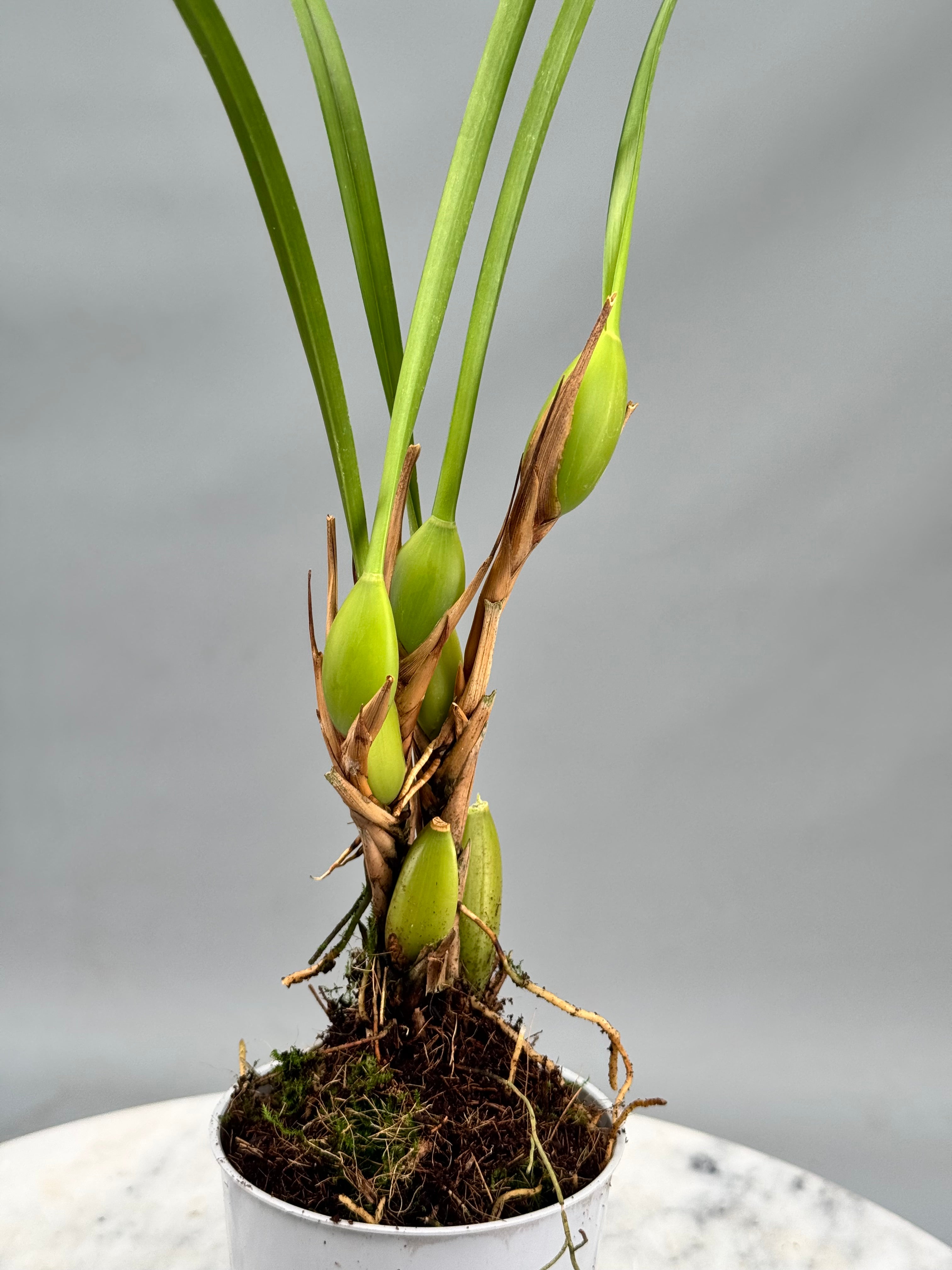 Maxillaria tenuifolia