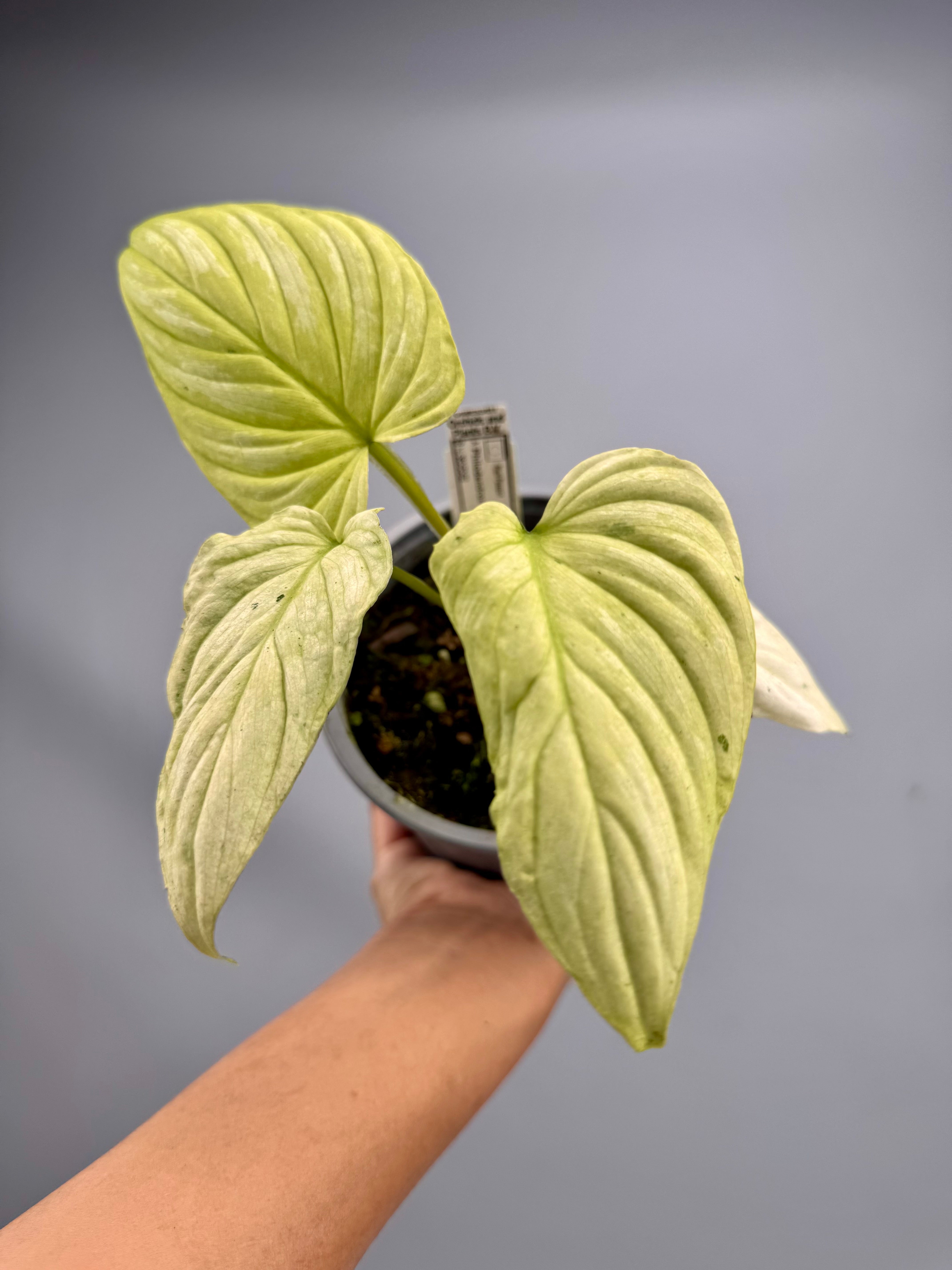 philodendron mamei variegated Philodendron mamei variegata mint (Small Size)