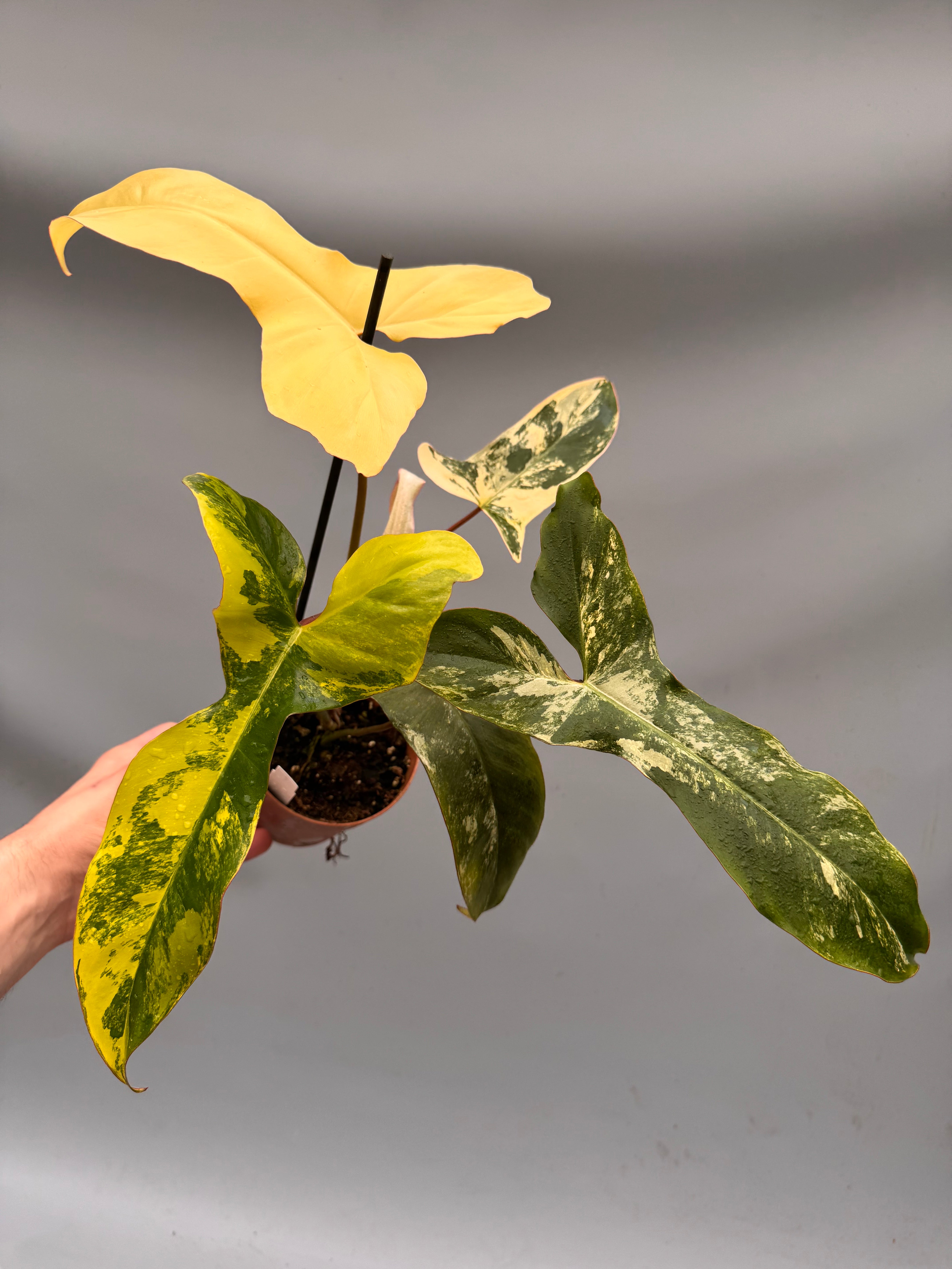 Philodendron billietiae variegata x Florida Beauty (Nr 1)