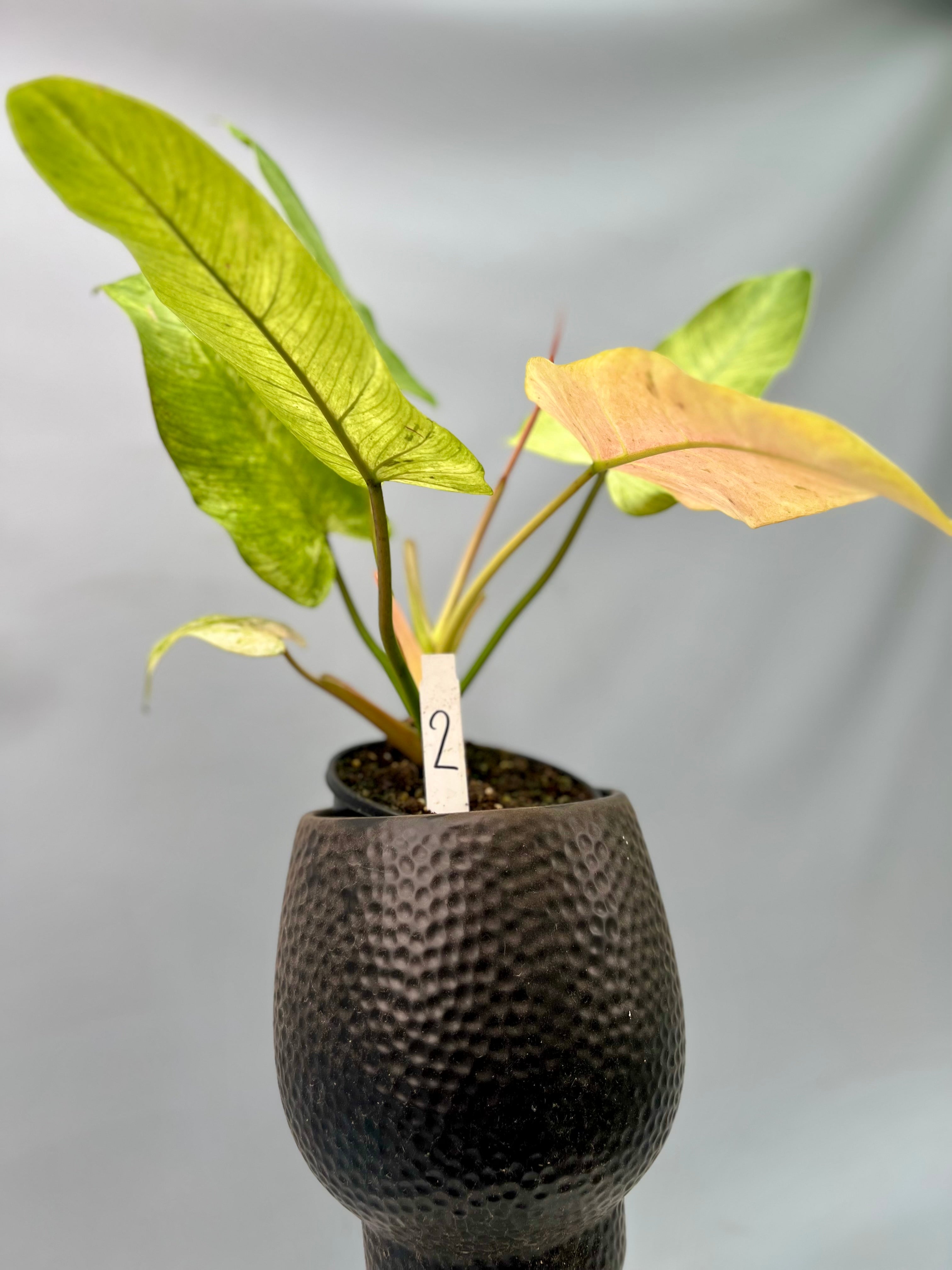 Philodendron Whipple Way