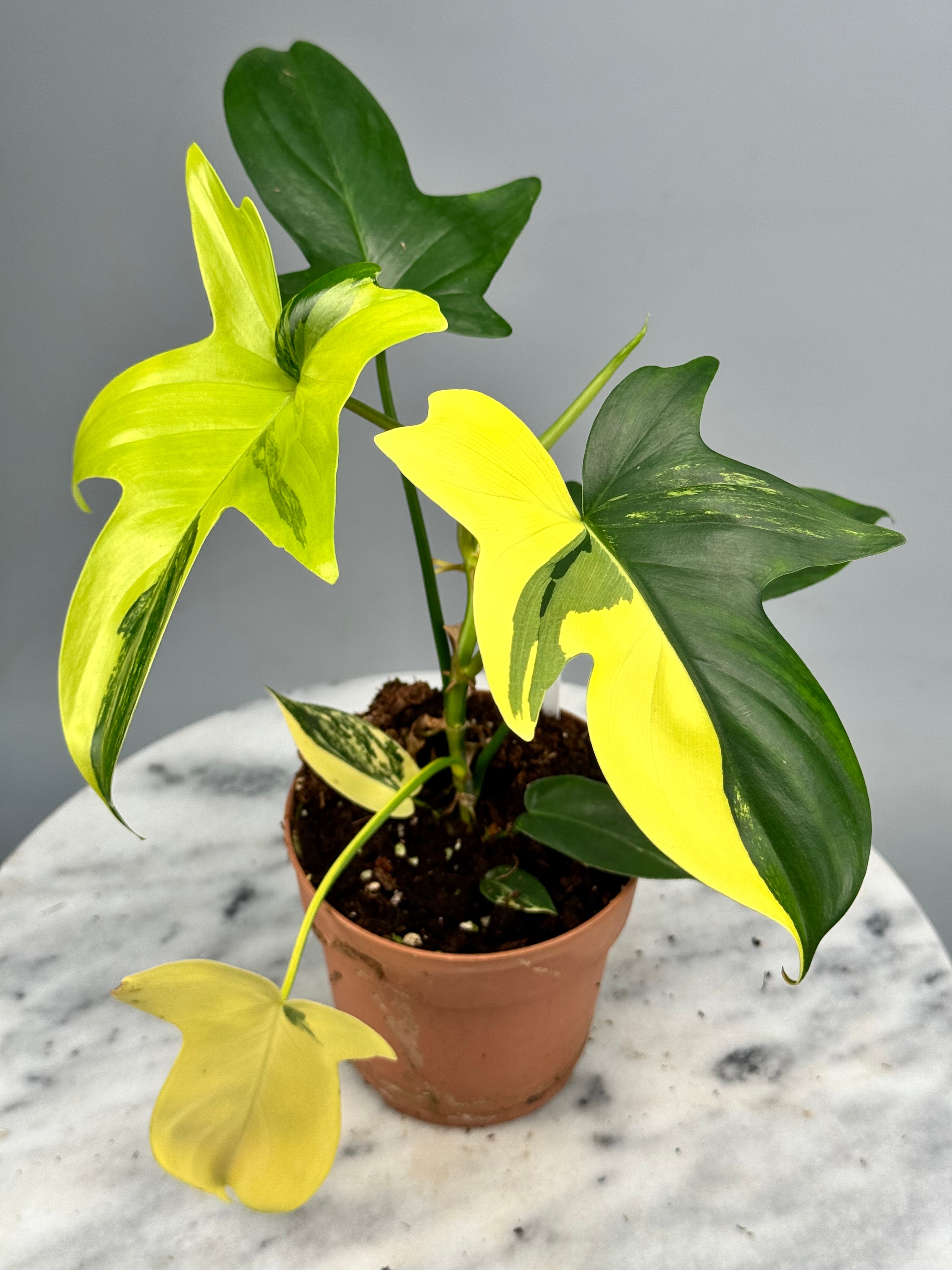 Philodendron squamiferium variegated