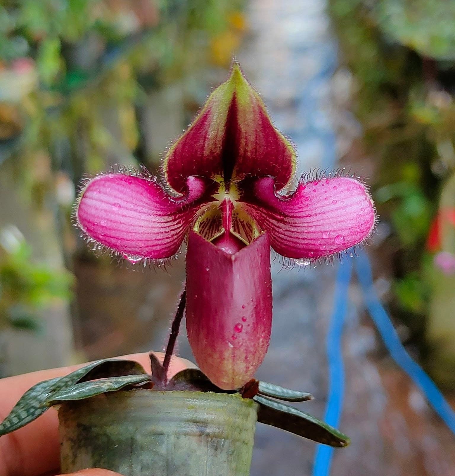 Paphiopedilum rungsuriyanum