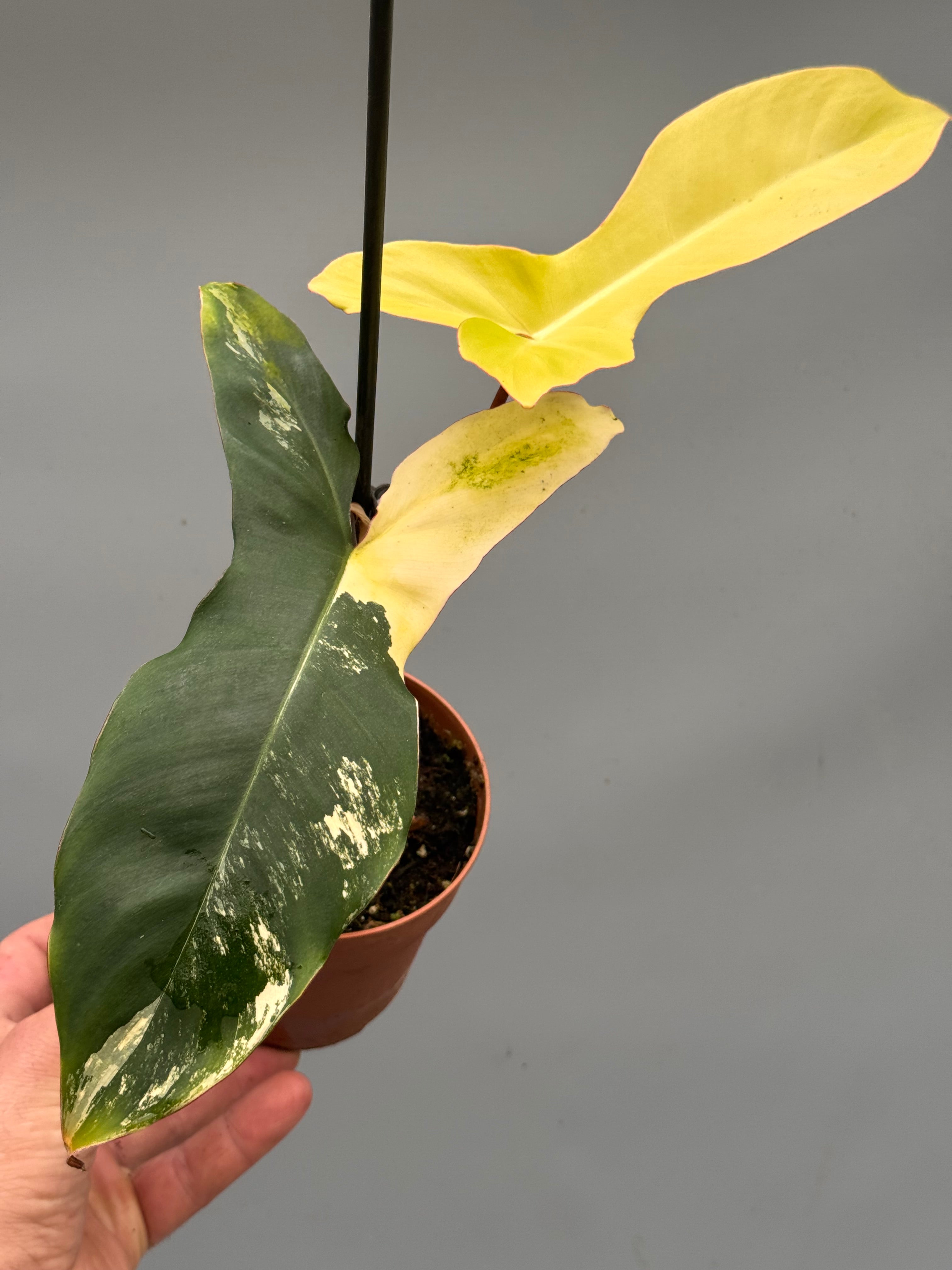 Philodendron billietiae variegata x Florida Beauty