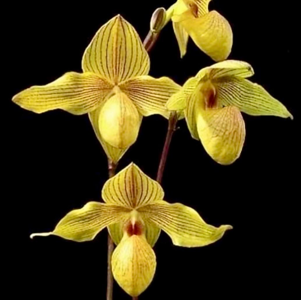 Paph.Lady Isabel x armeniacum'Green Valley'