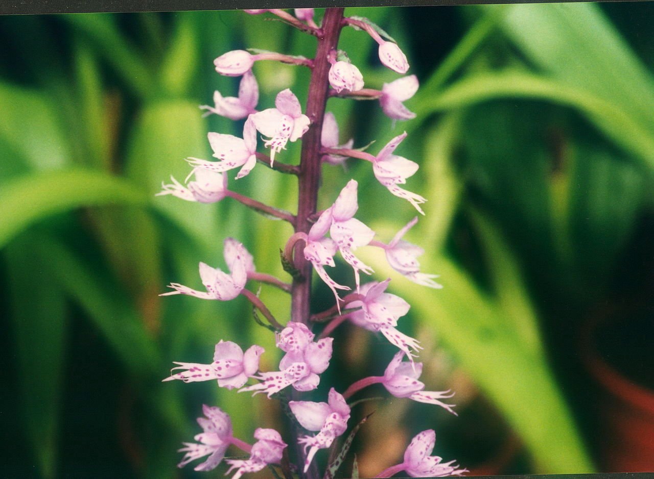 Stenoglottis longifolia (Big Plant)
