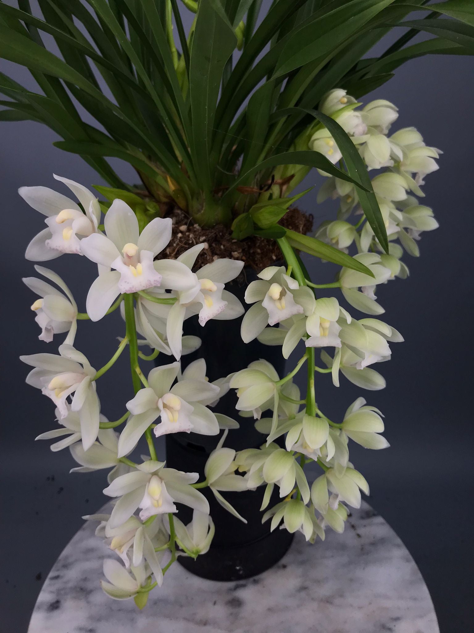Cymbidium Sarah Jean "Ice Cascade"