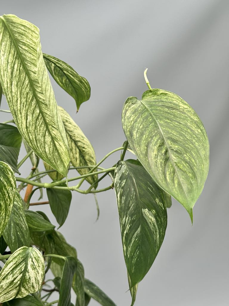 Scindapsus curanii “ Vangiego”