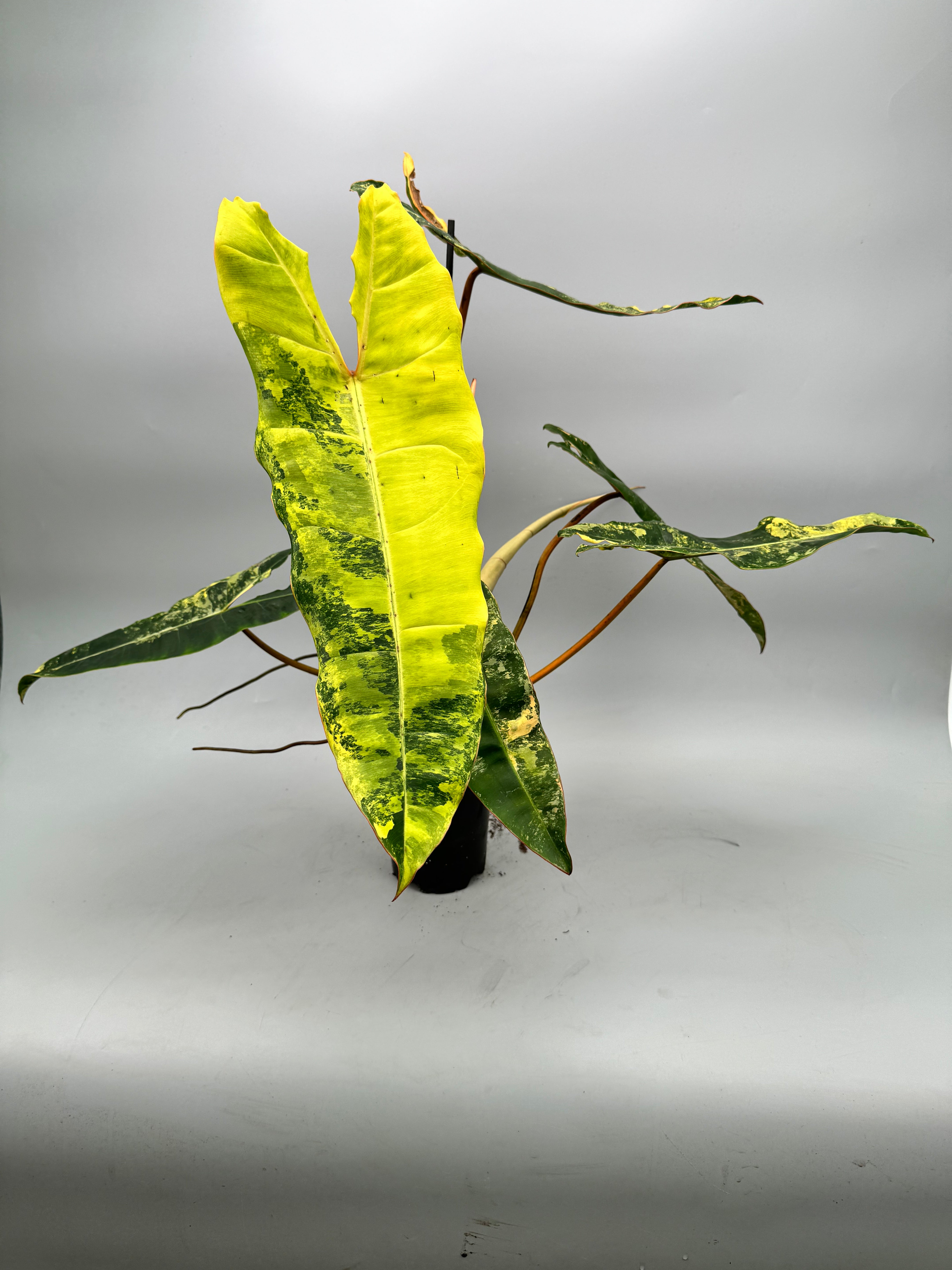 Philodendron billietiae Variegata (nr 3)
