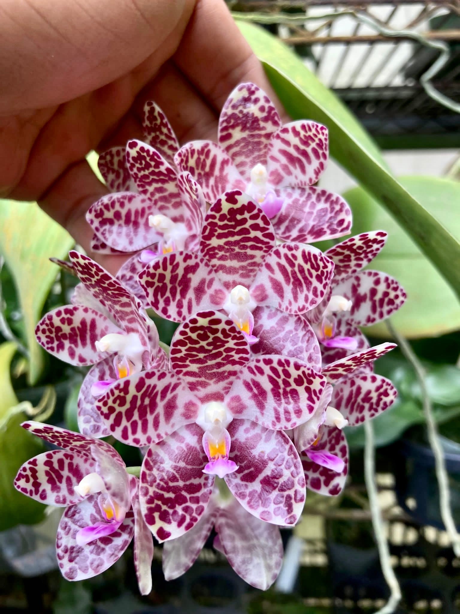 Phalaenopsis gigantea XXL Big Plant
