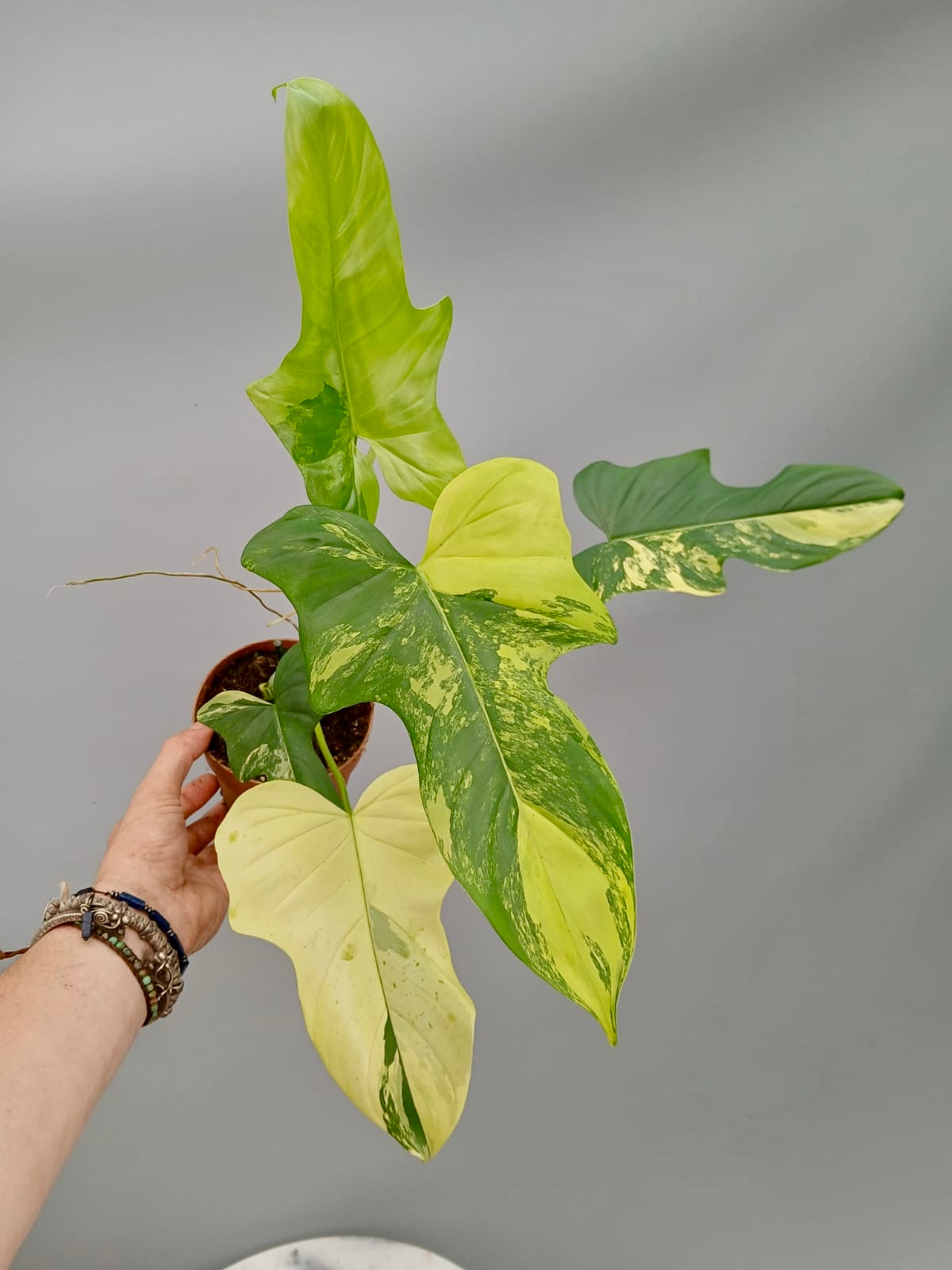 Philodendron Violin Variegated (Highly variegated)