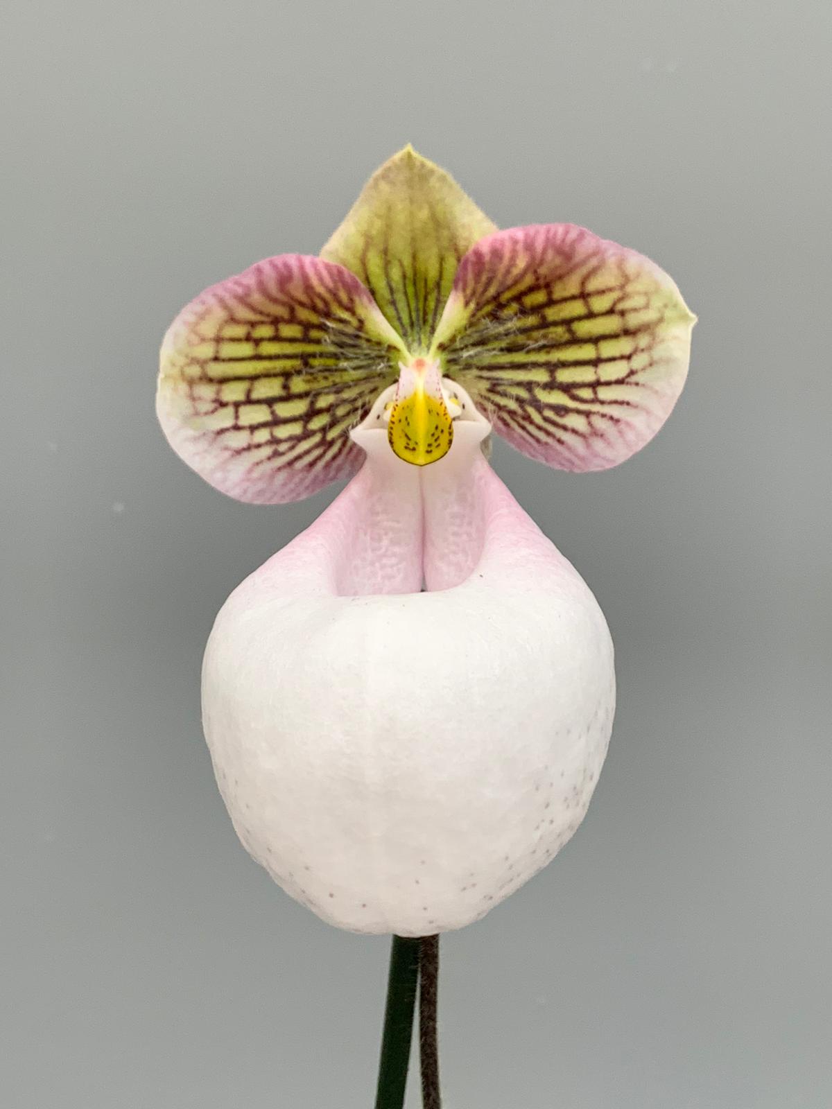 Paphiopedilum micranthum