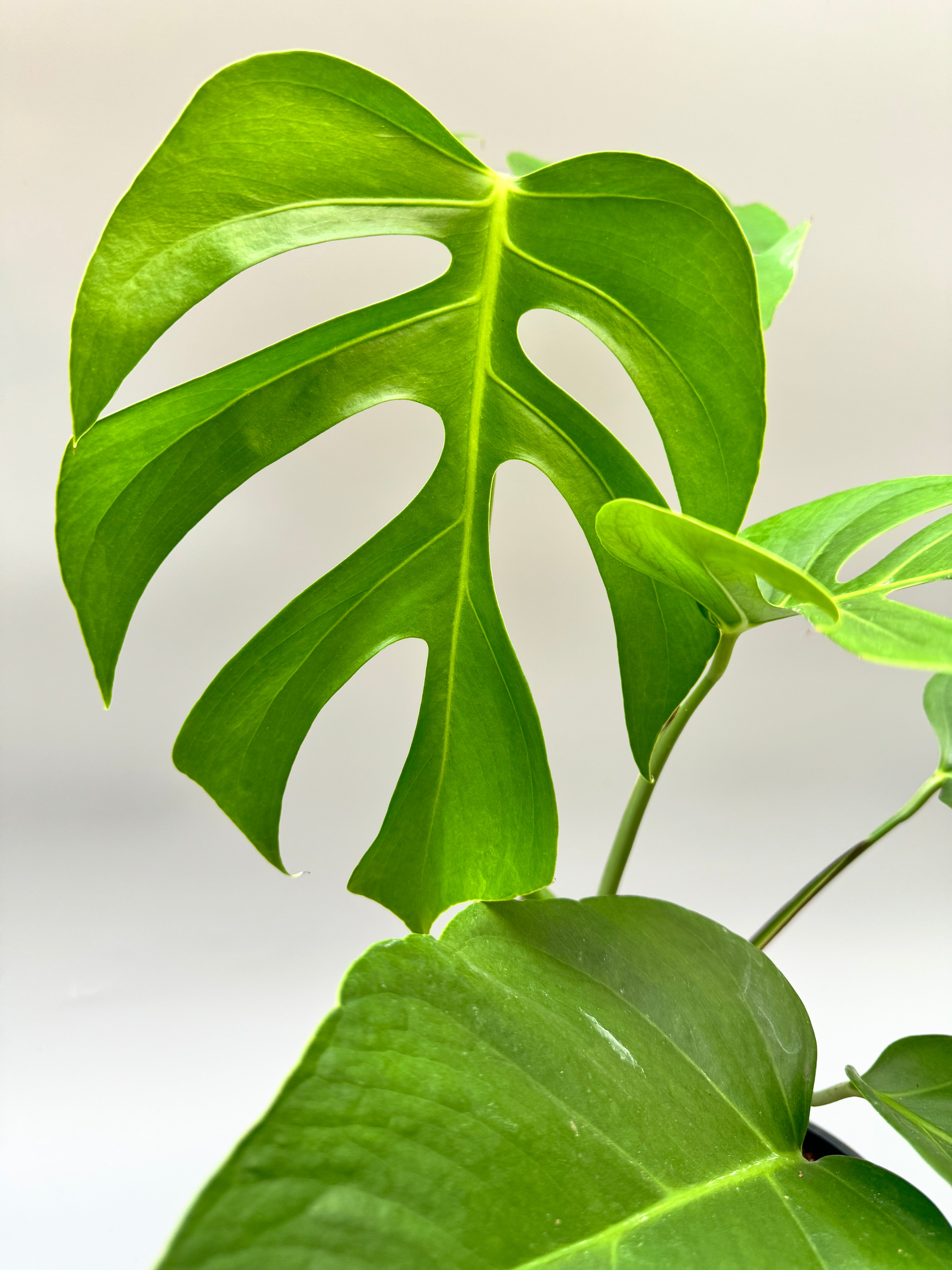 Monstera deliciosa var sierrana (Leaf Cutting)