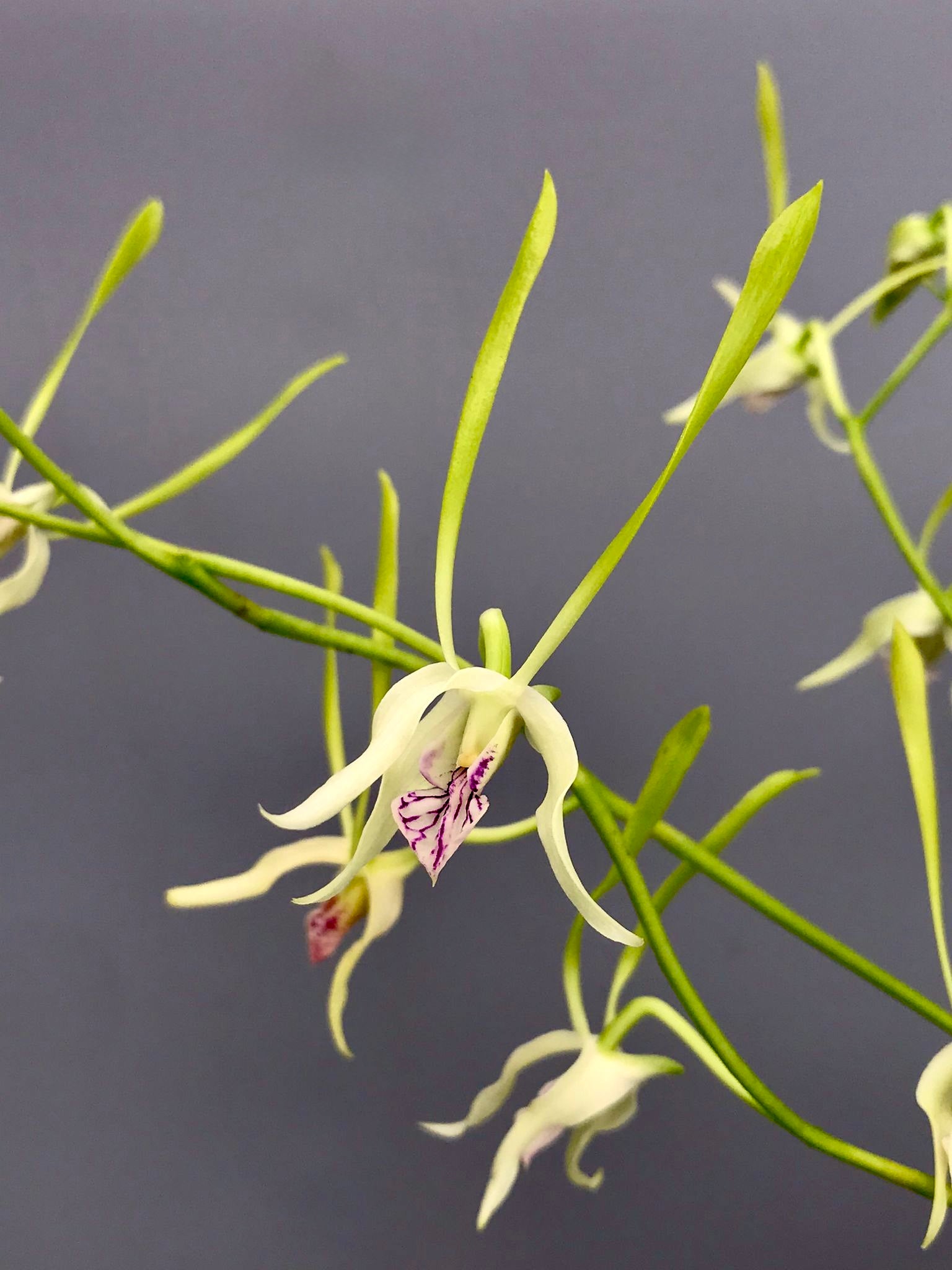 Dendrobium antennatum ‘Big Plant’