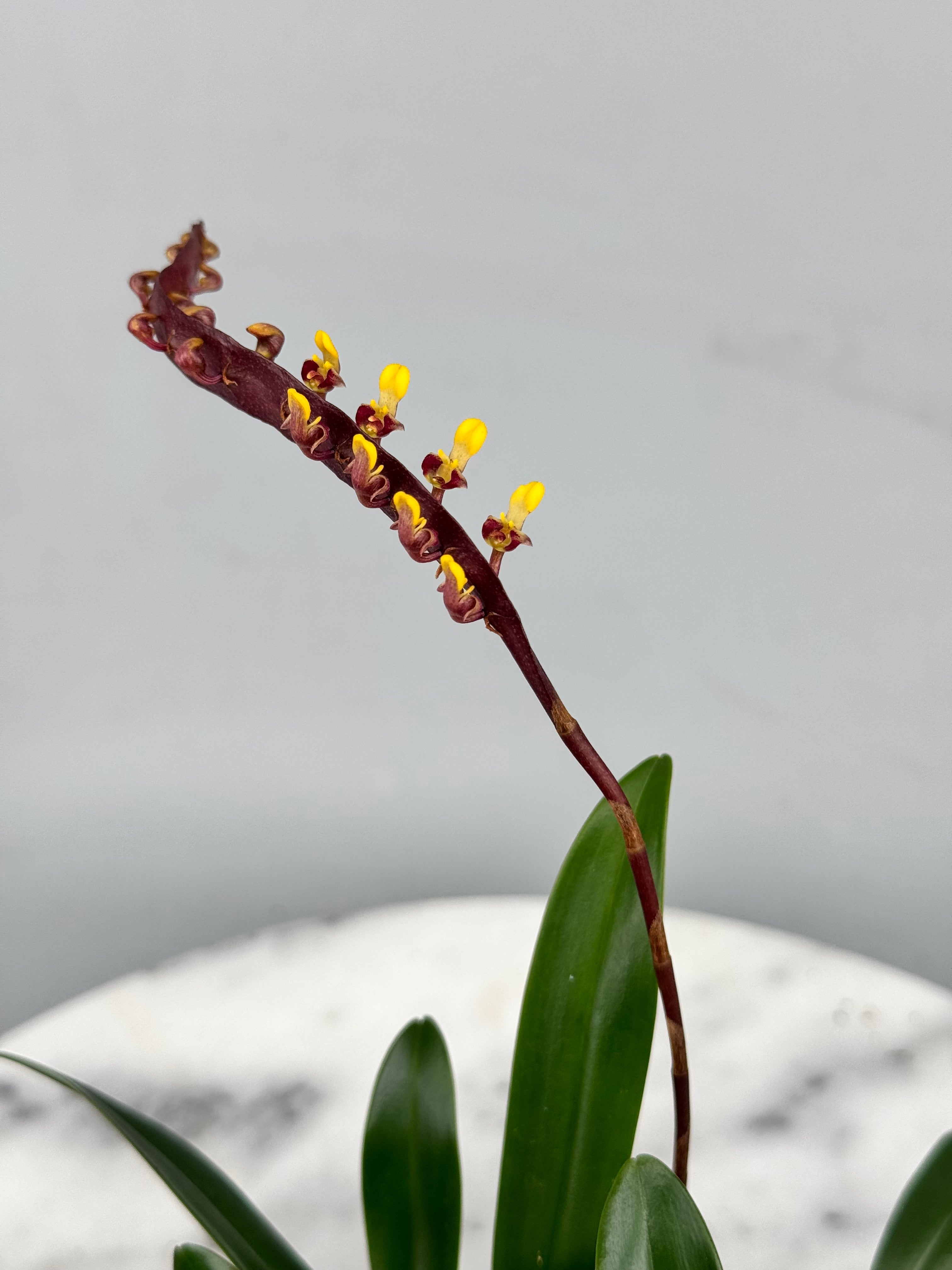 Bulbophyllum falcatum