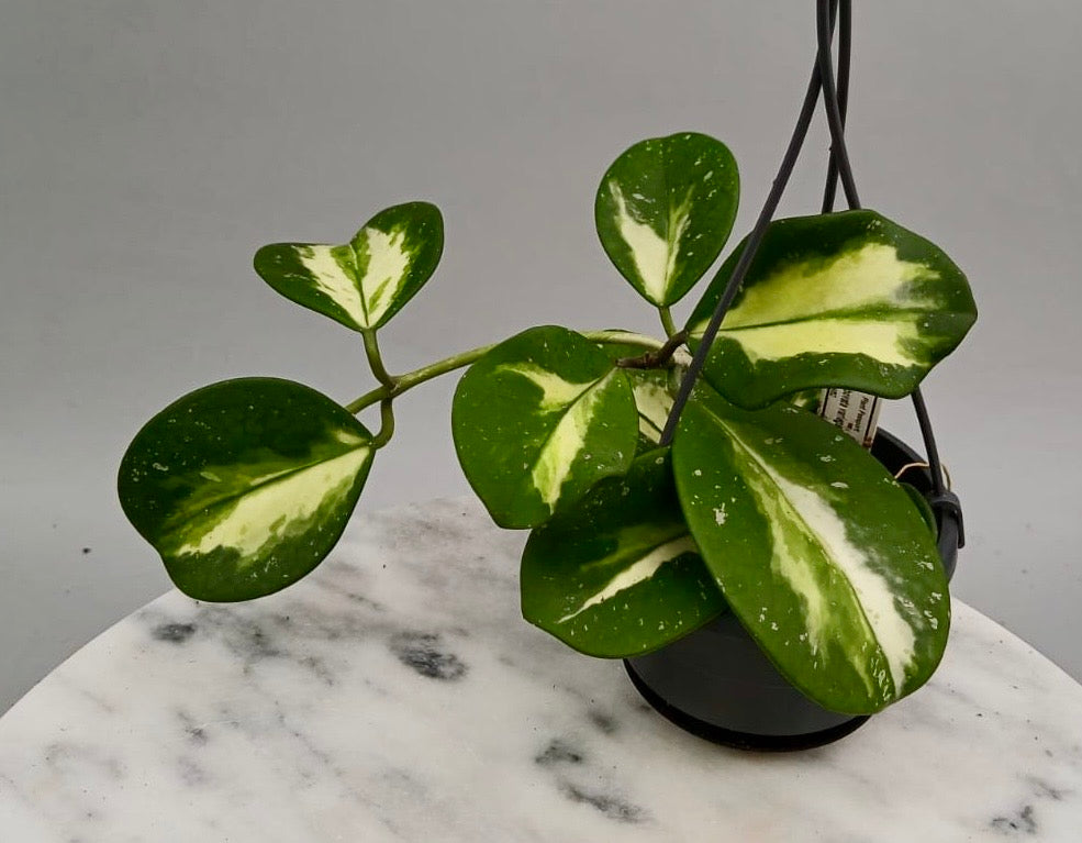 Hoya obovata variegata
